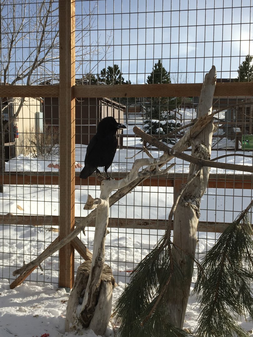 Raven_in_snow[1]