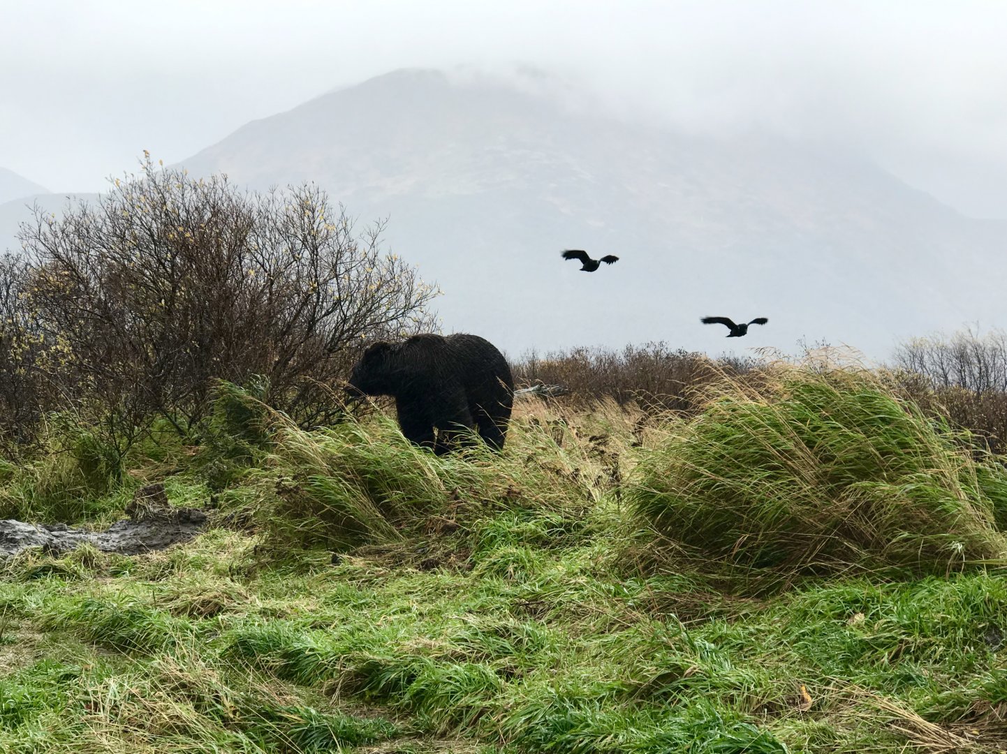Ravens and Brown Bear