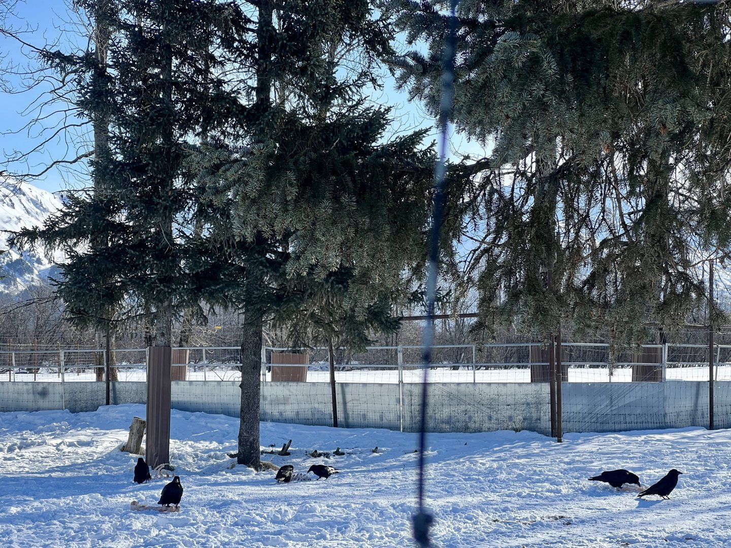 Ravens scavenging Grey Wolf Exhibit