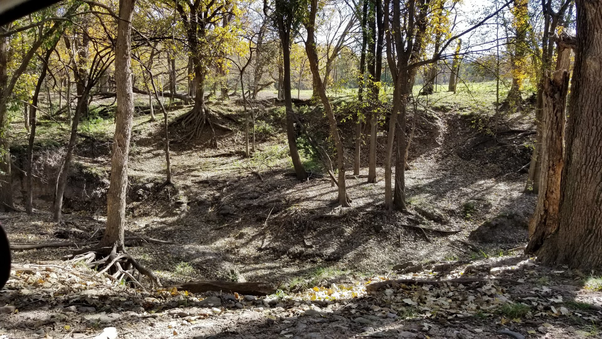 Ravine for white-tailed deer