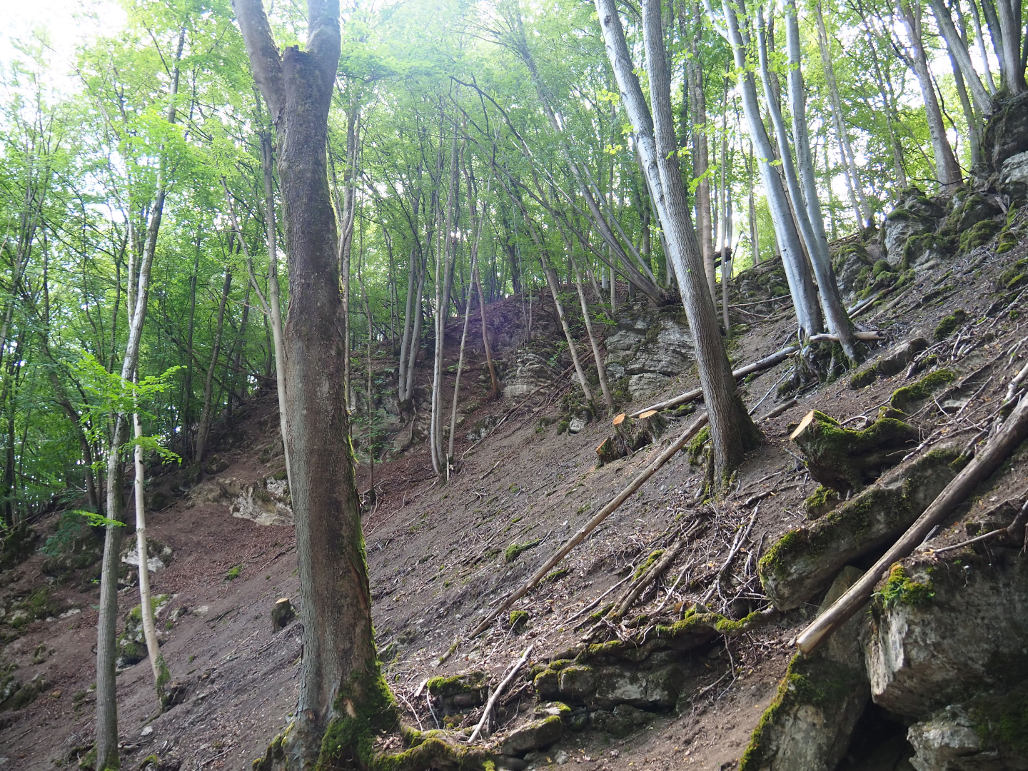 Ravine forest, 2020-07-12