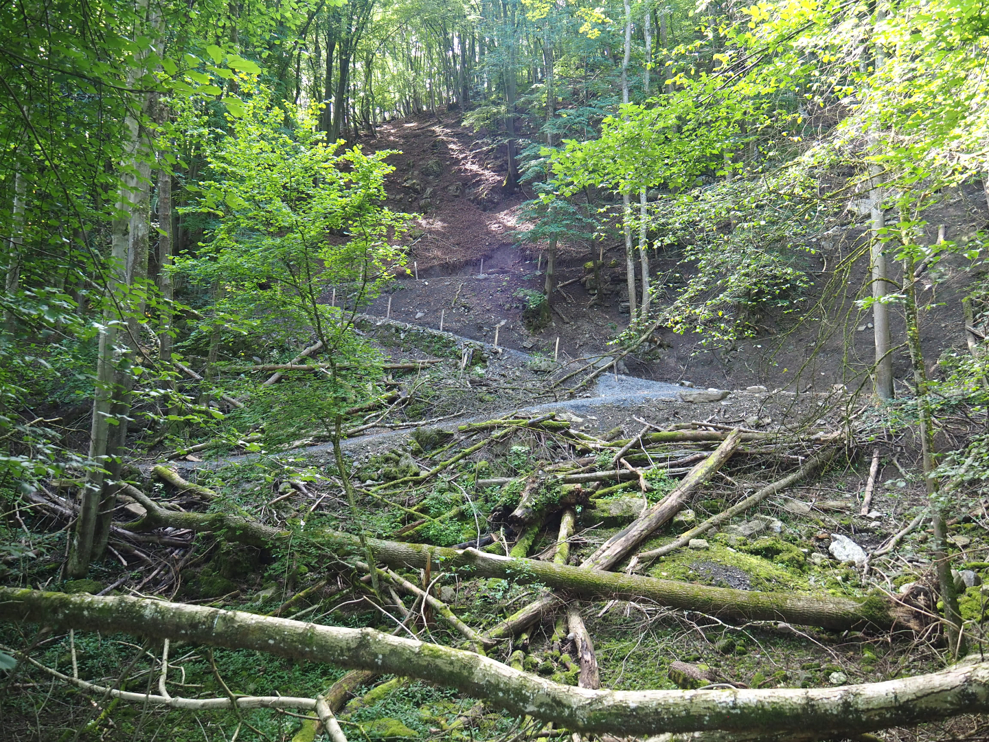 Ravine forest, 2021-08-15