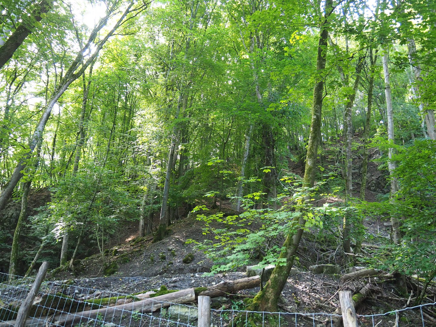 Ravine forest, 2021-08-15