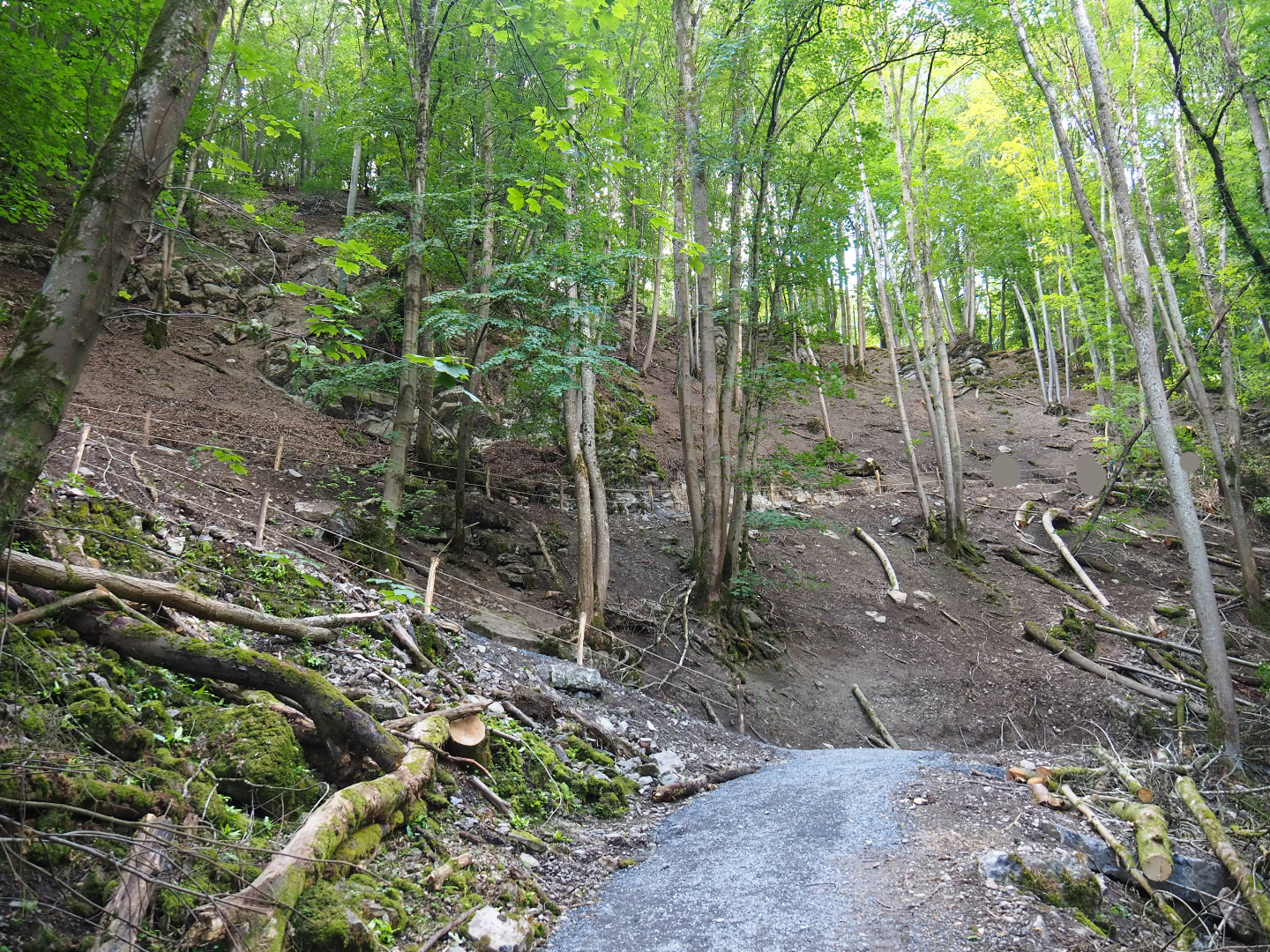 Ravine forest and trail to Lesse valley and lower area of wildlife park, 2020-07-12