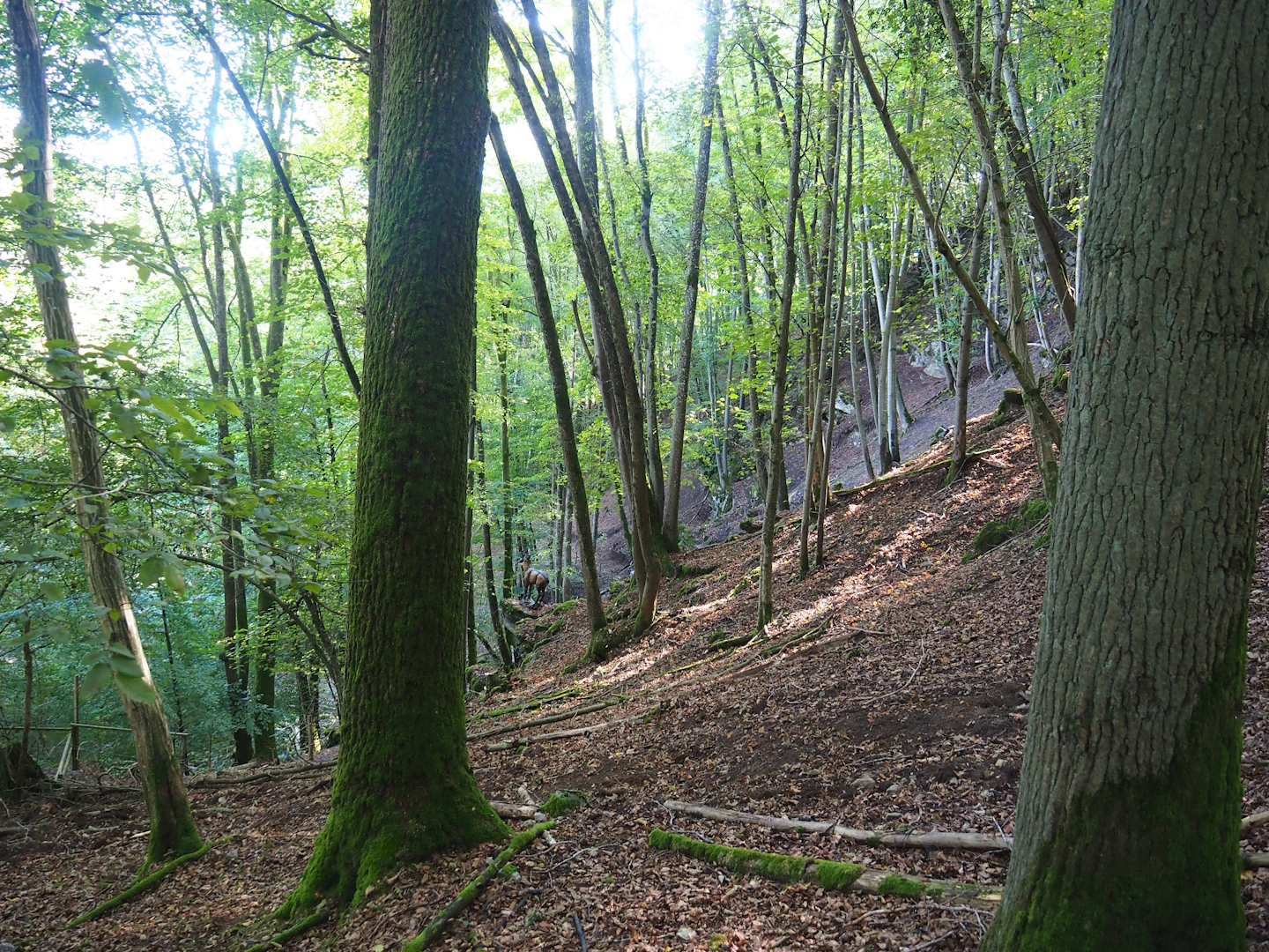 Ravine forest in the chamois area, 2023-09-26