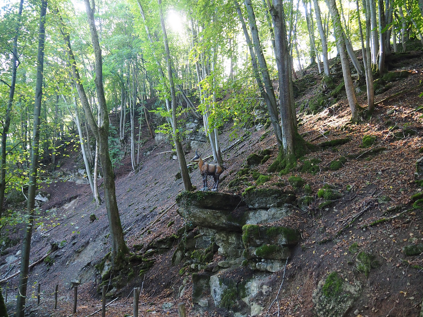 Ravine forest in the chamois area, 2023-09-26