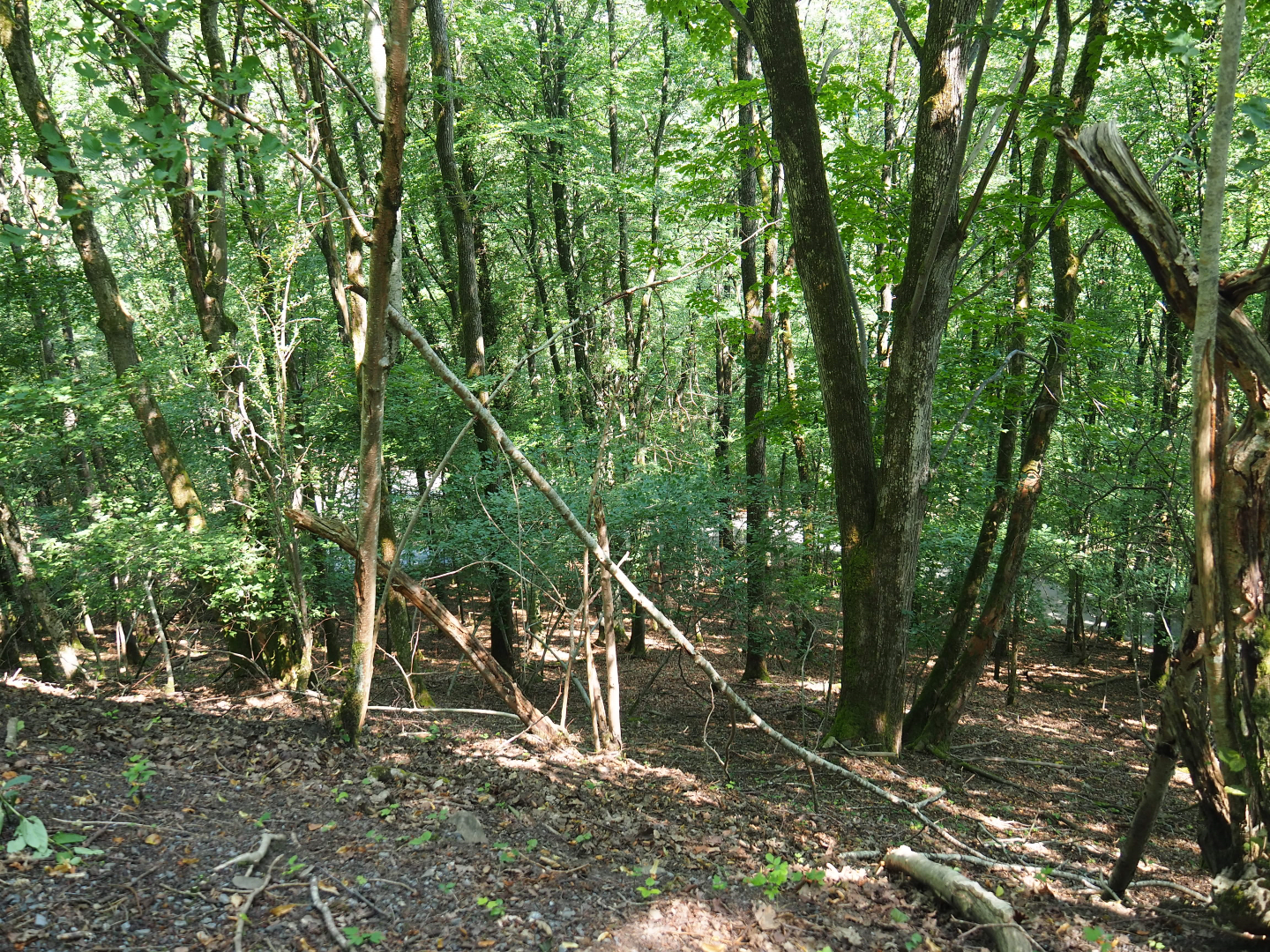 Ravine forest - Part of the Alpine chamois territory, 2020-07-12