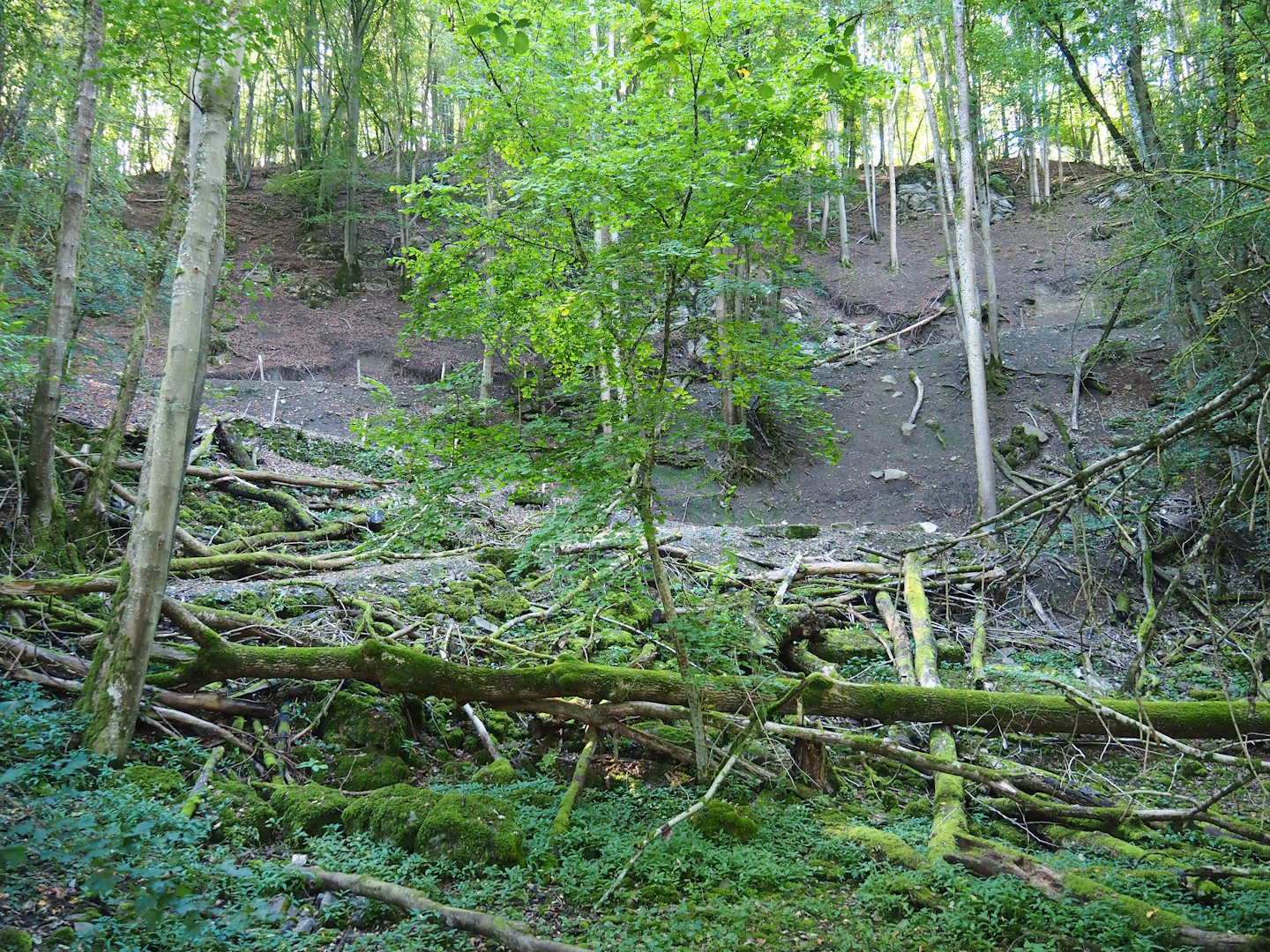 Ravine forest, part of the chamois area, 2023-09-26