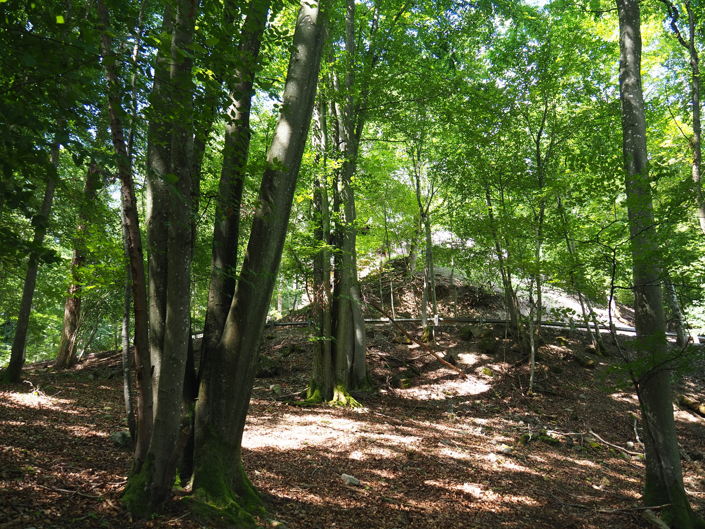 Ravine forests - Part of the Alpine chamois area, 2020-07-12
