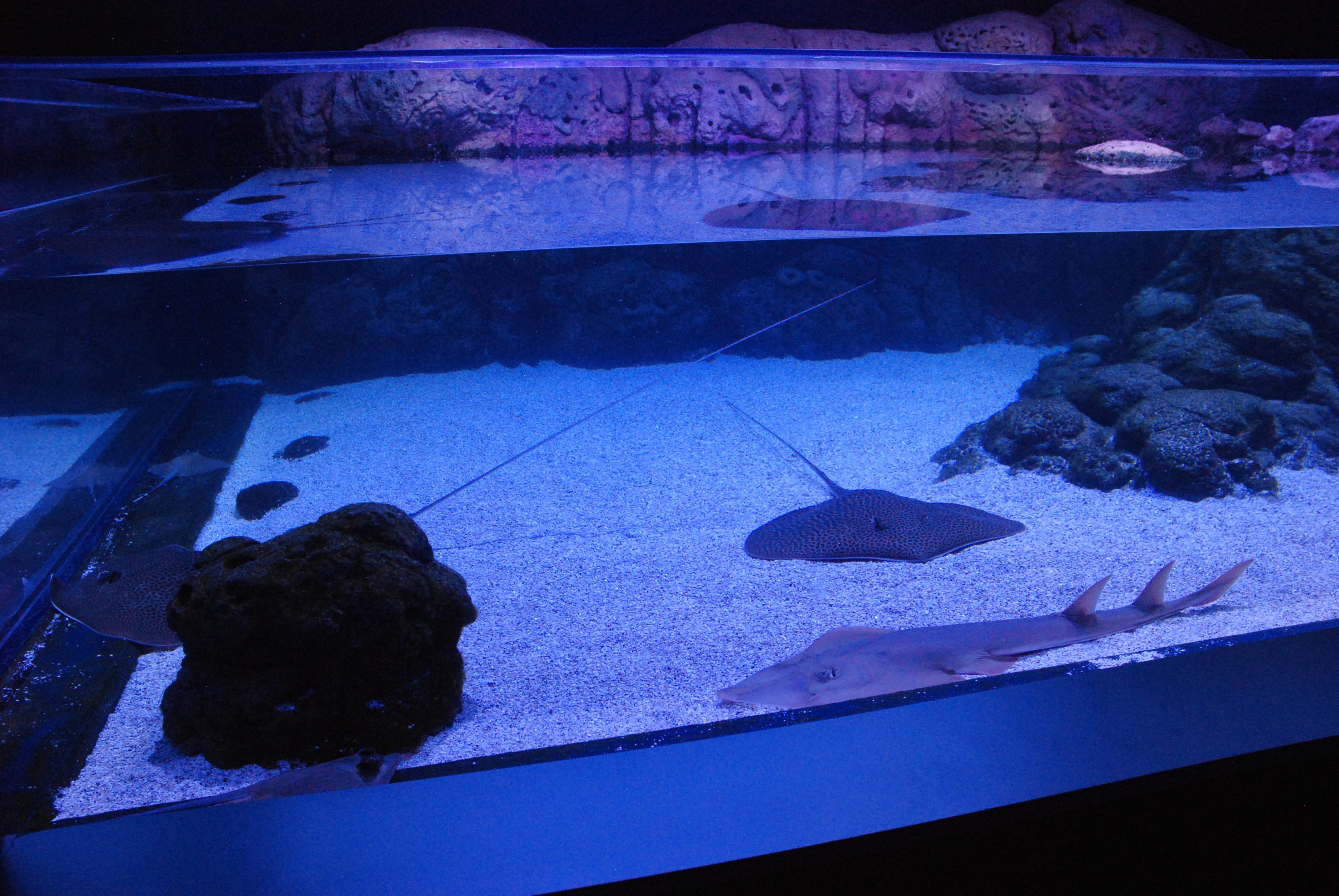 Ray and Guitarfish Tank at Atlantis Aquarium Madrid, 20th May 2022