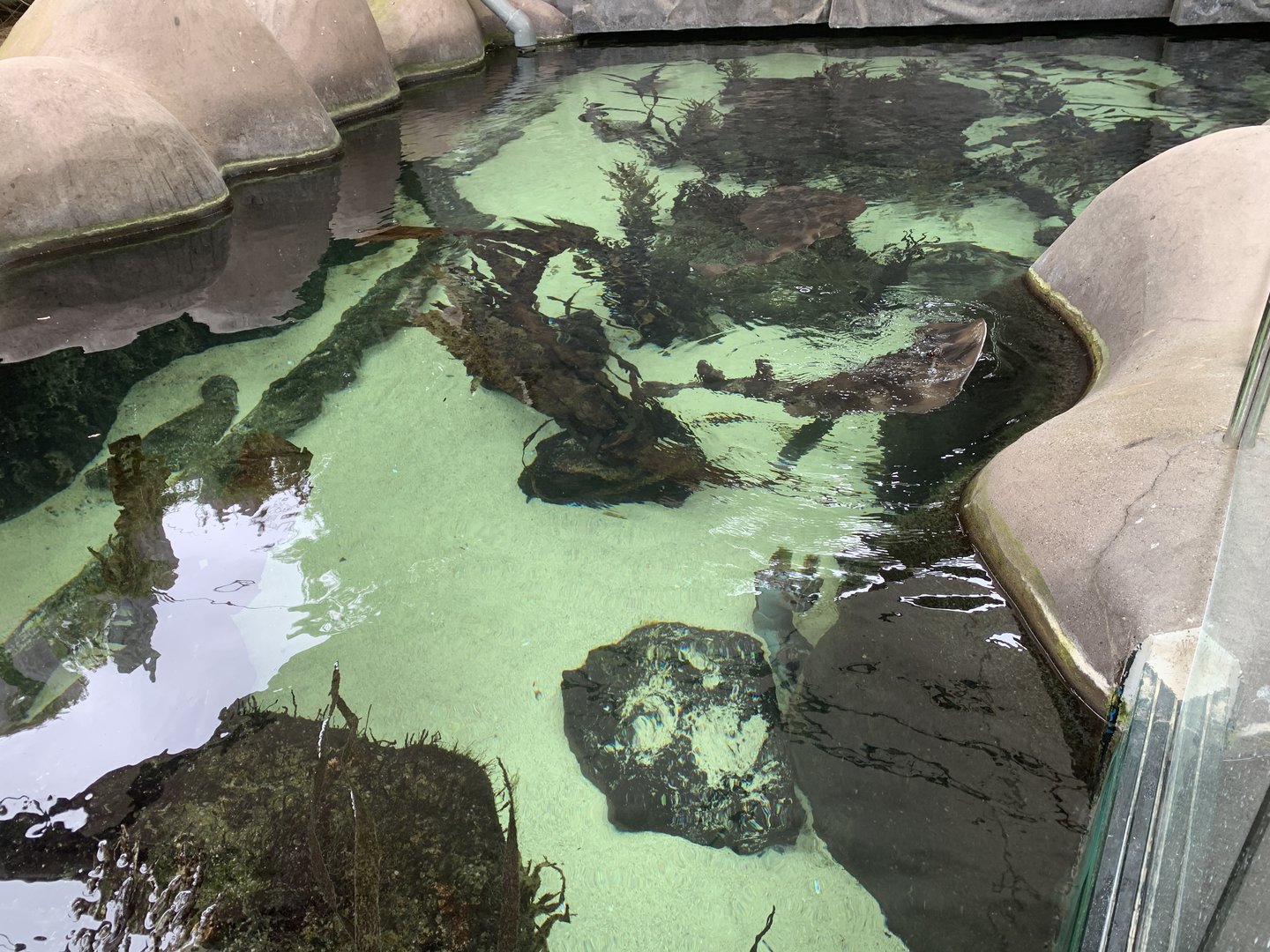 Ray and Shark Exhibit