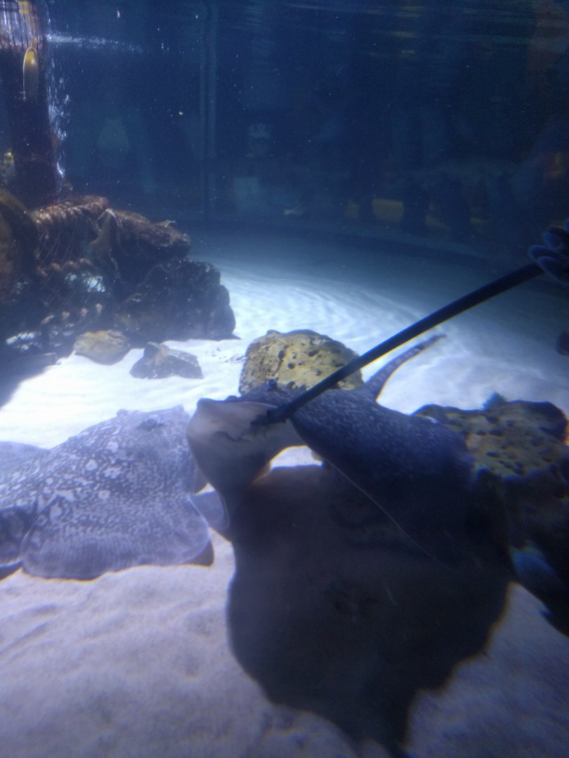 Ray and Shark feeding
