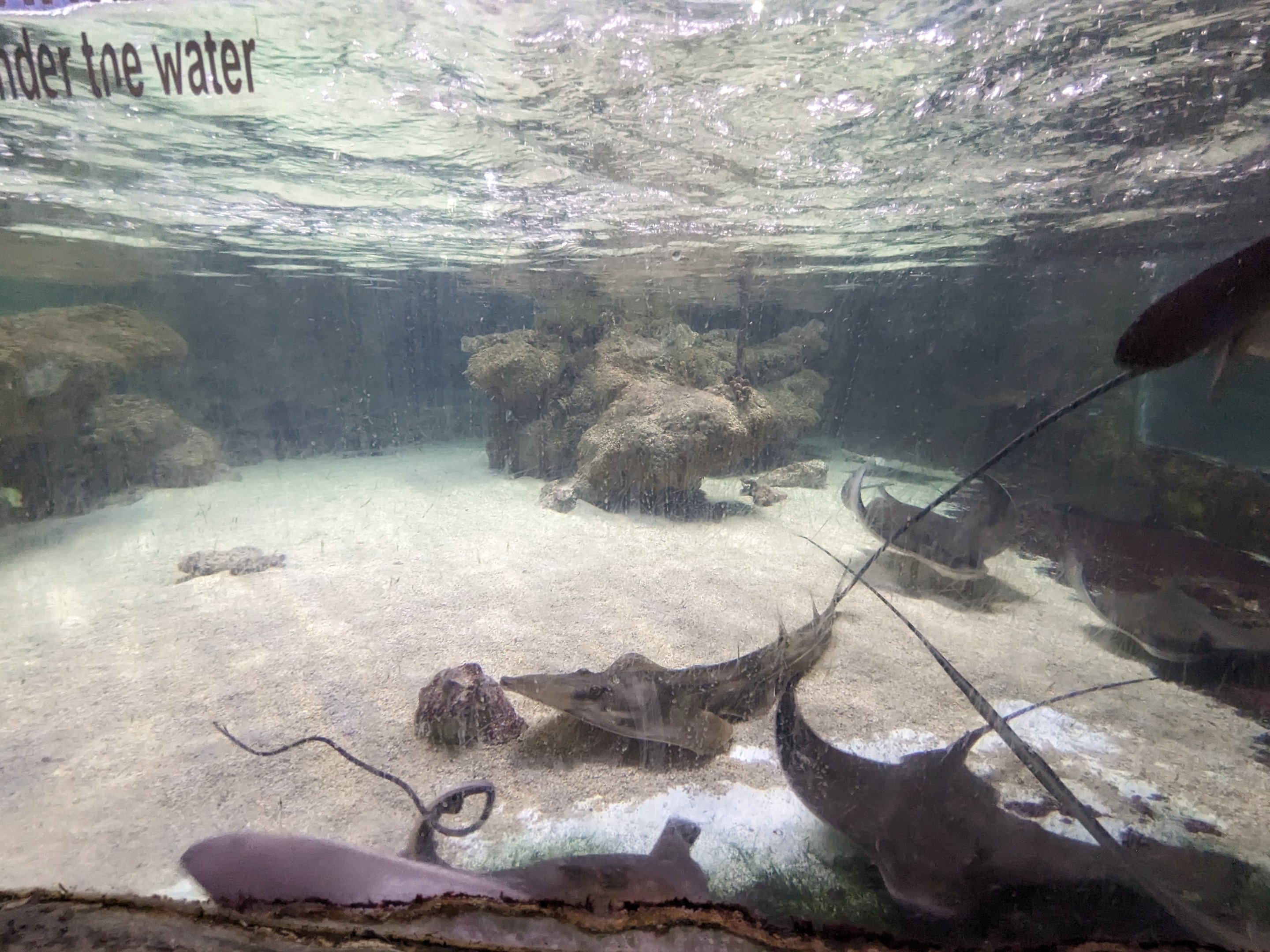 Ray and shark touch tank