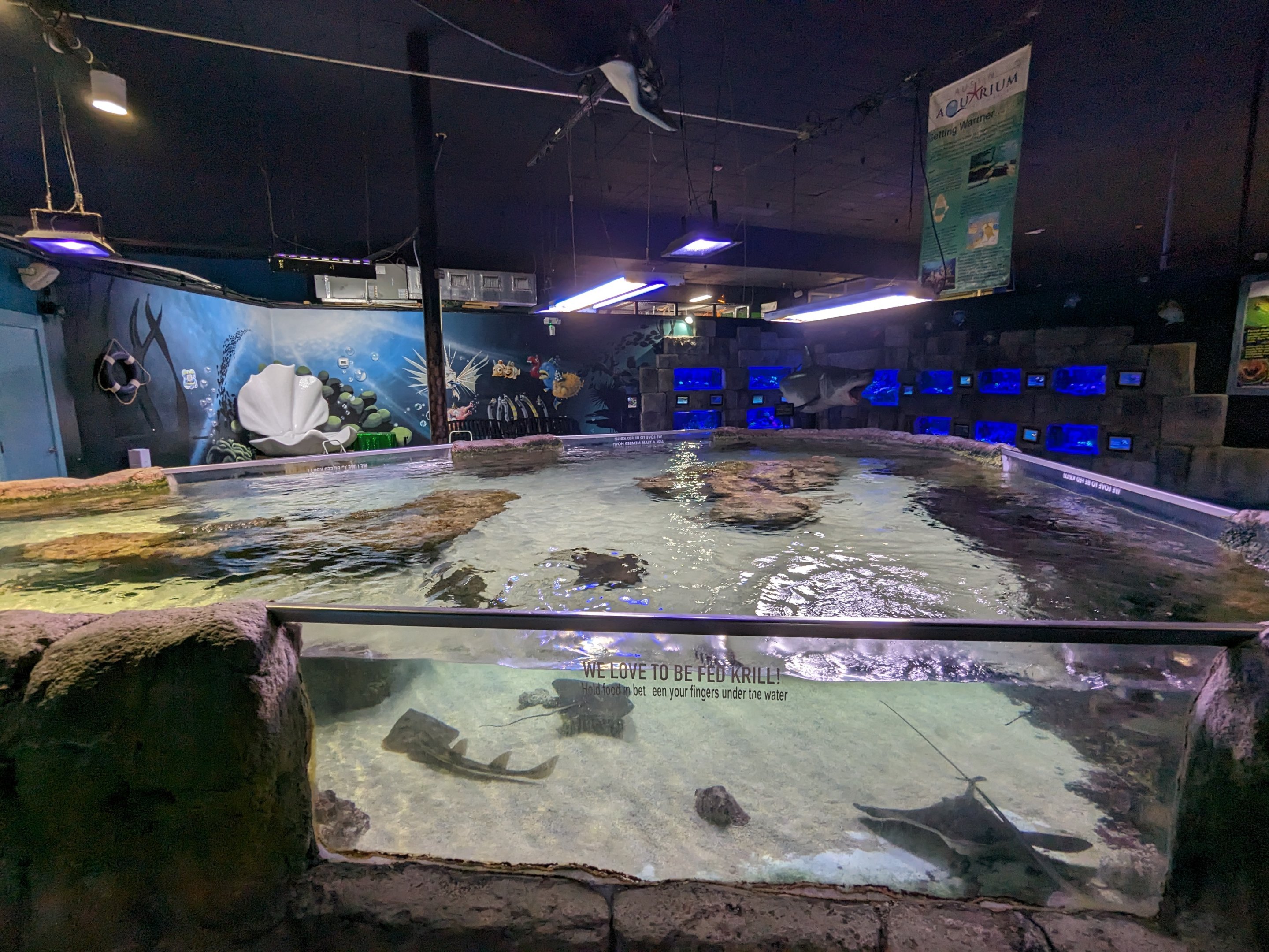 Ray and shark touch tank