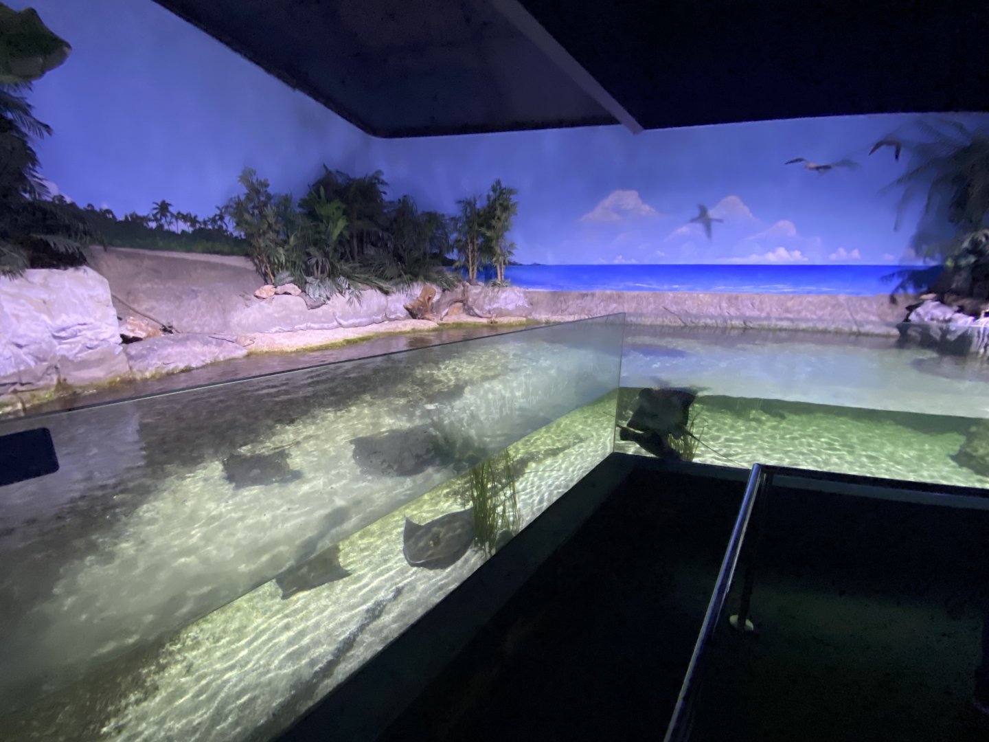 Ray aquarium