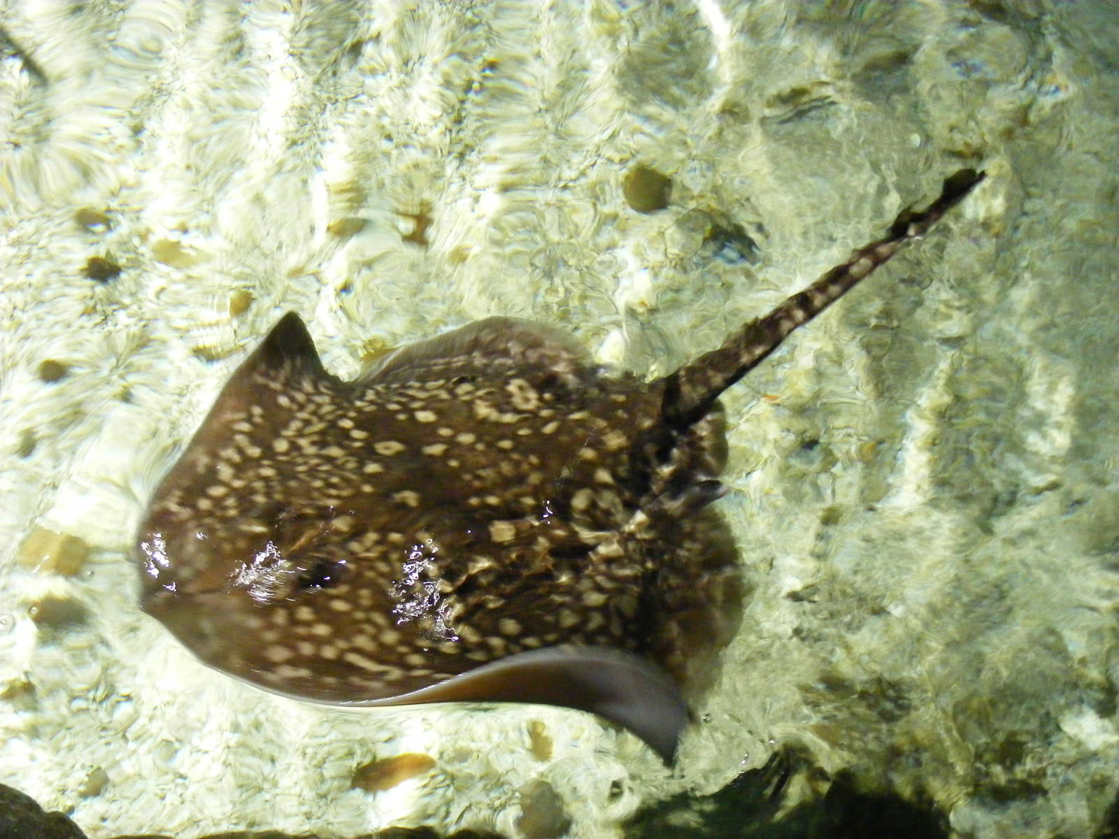 Ray at Benalmadena Sea Life Centre, 1 May 2009