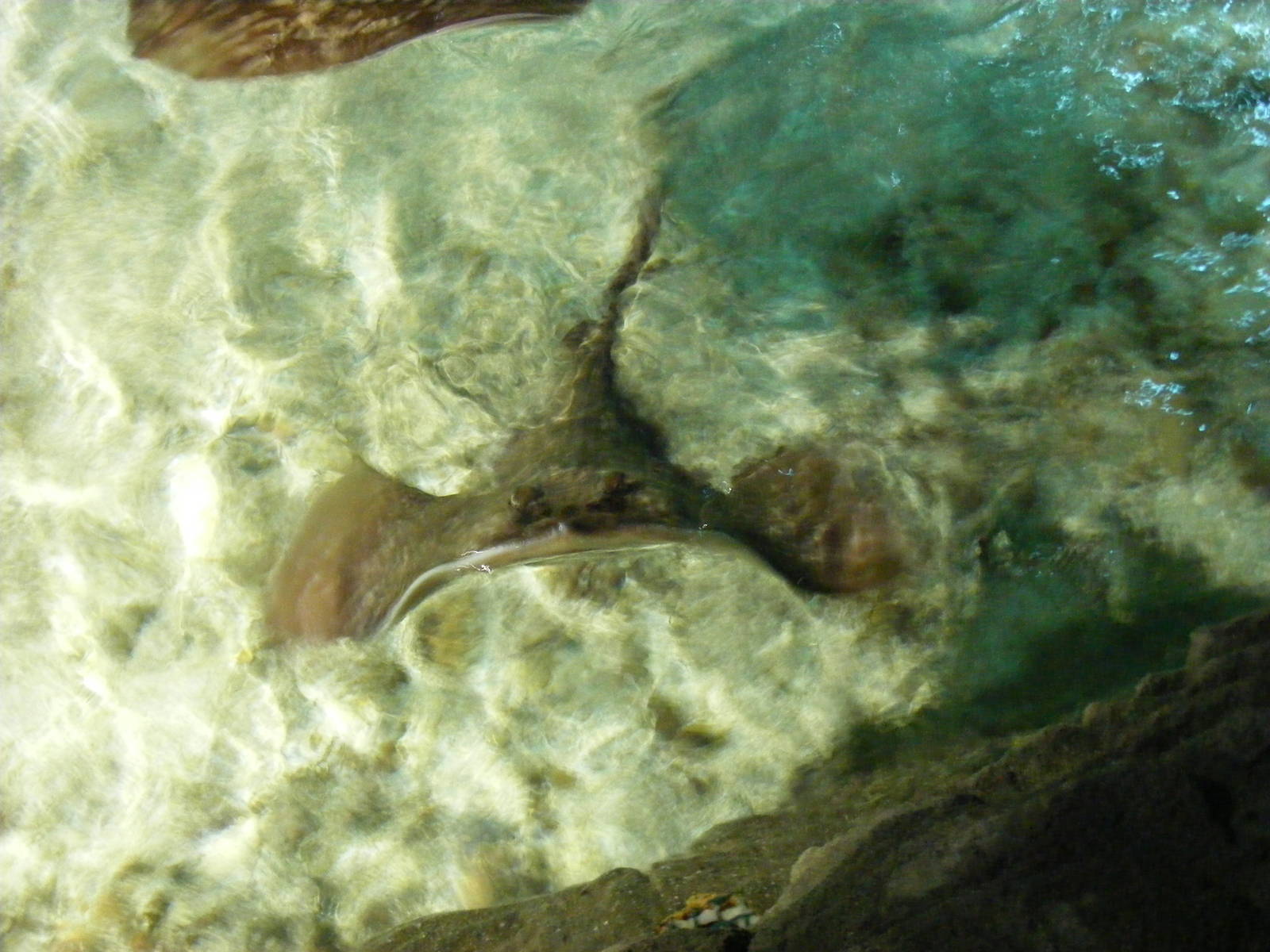 Ray at Benalmadena Sea Life Centre, 1 May 2009