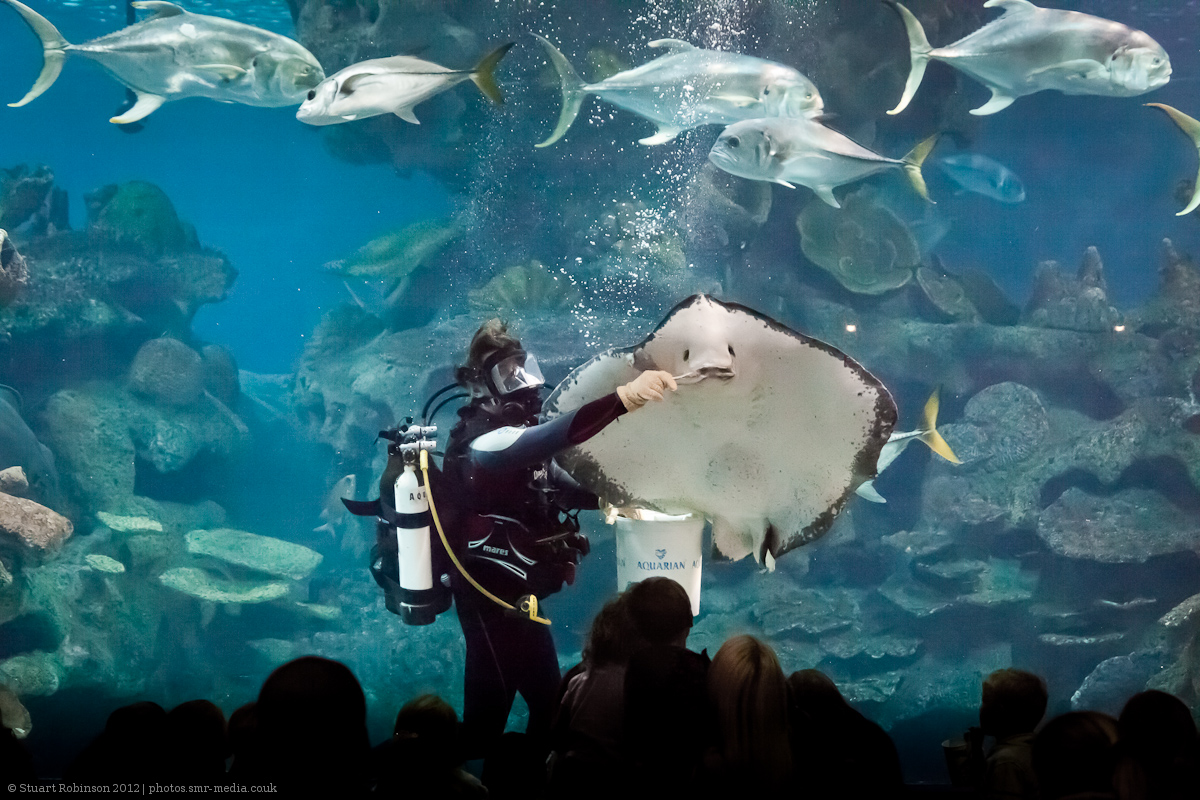 Ray Feeding - Aquatheatre - 29/04/2012