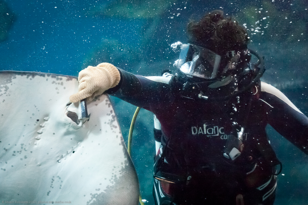 Ray Feeding - Aquatheatre - 29/04/2012
