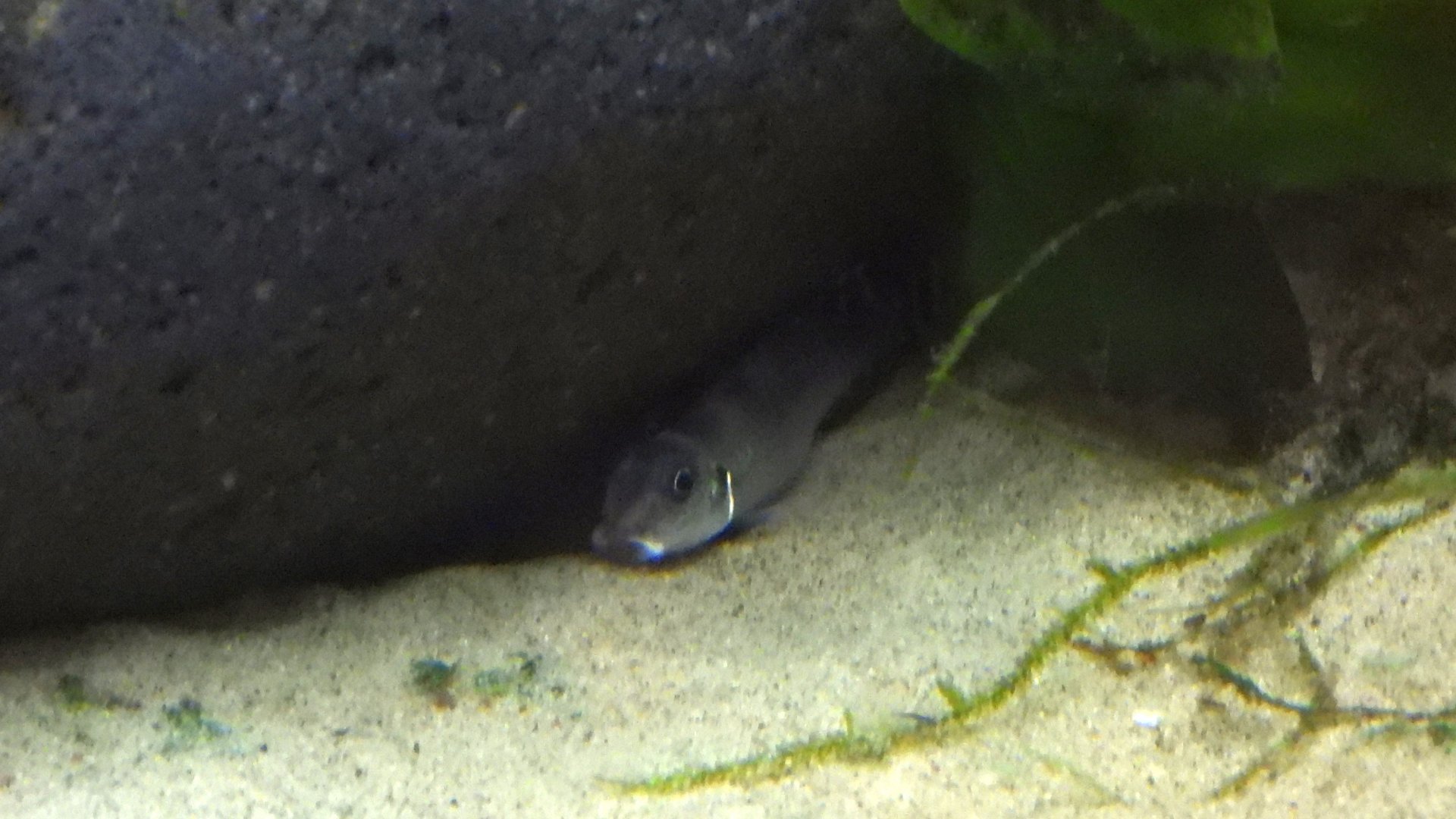Ray-finned fish in Congo River tank (OMSI)