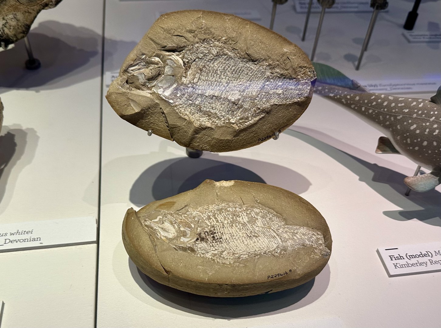 Ray-finned fish (Moythomsia durgaringa)