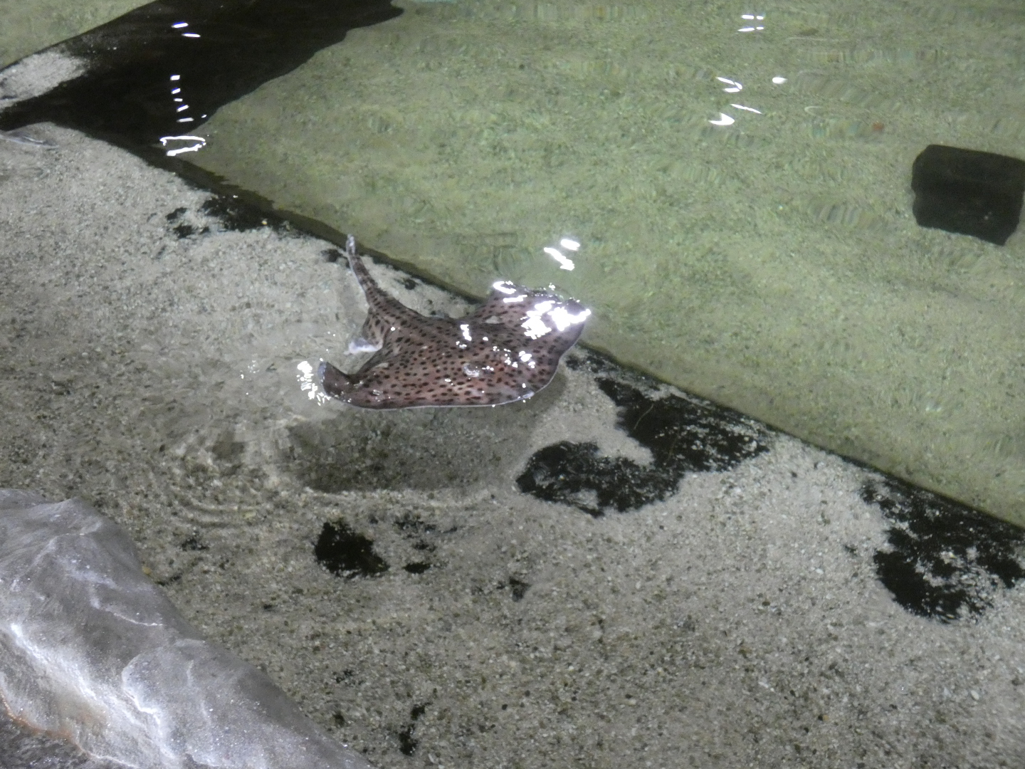 Ray ID? - Dolfinarium Harderwijk