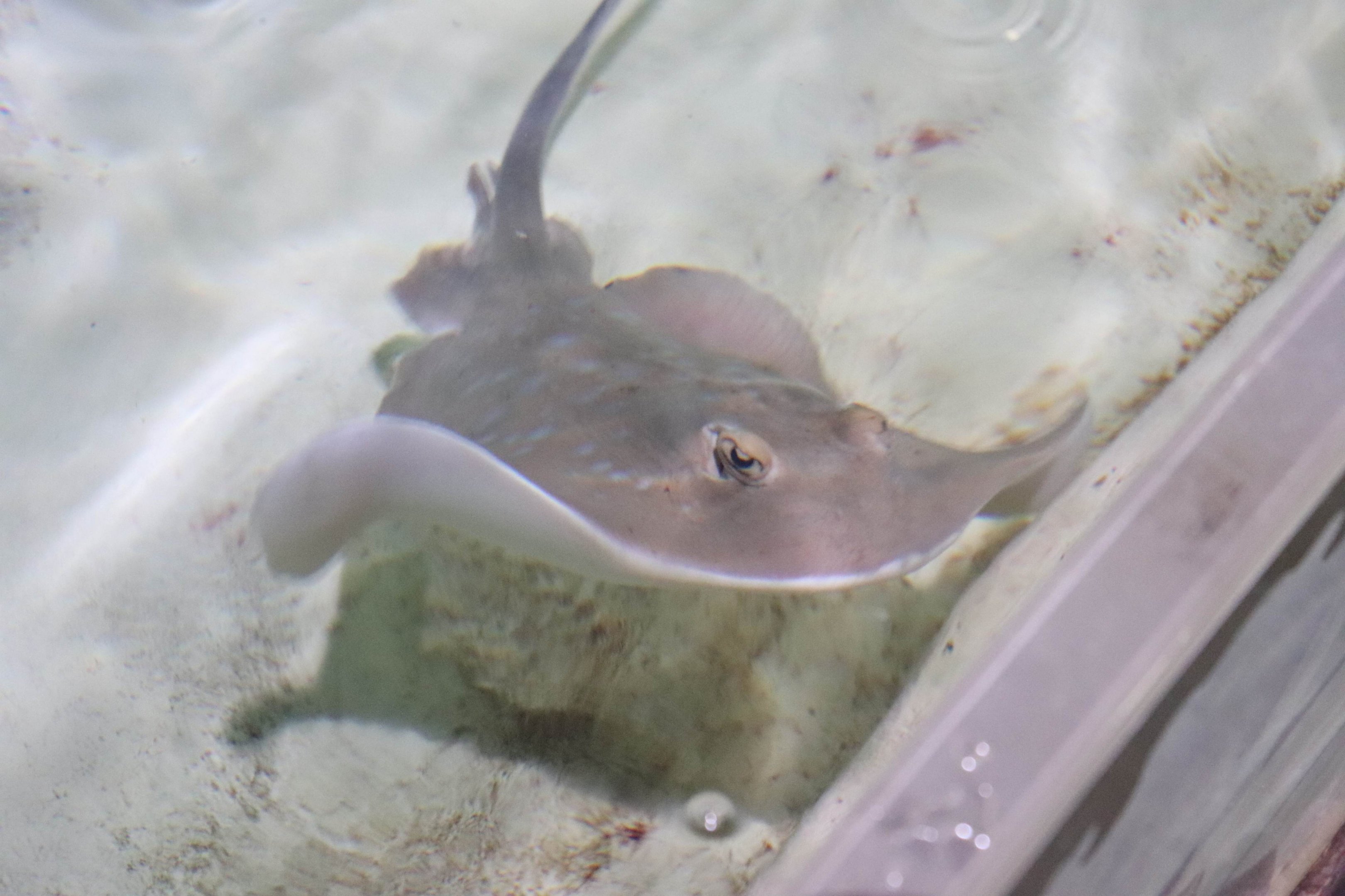 Ray ID?