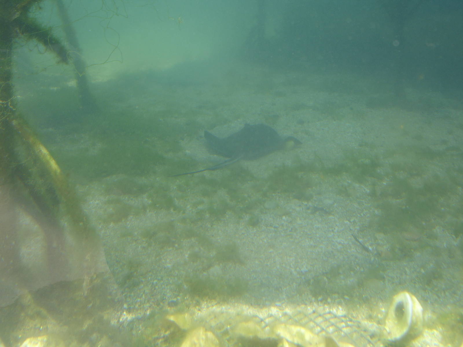 ray in aquarium in play area