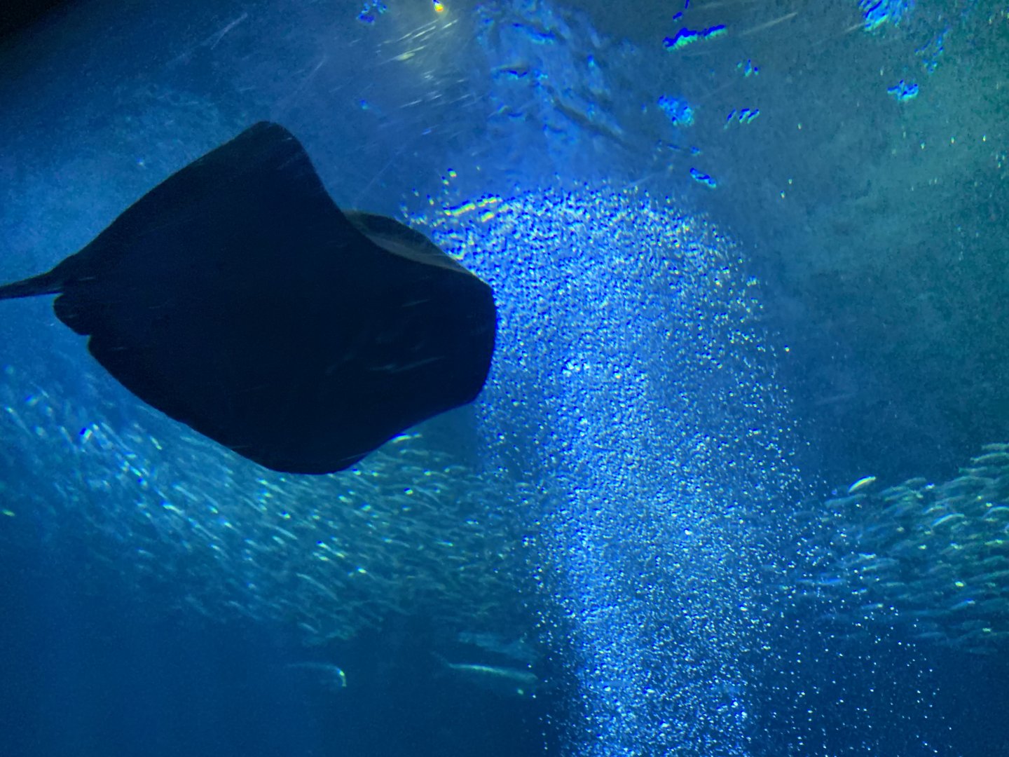 Ray in Open Sea exhibit