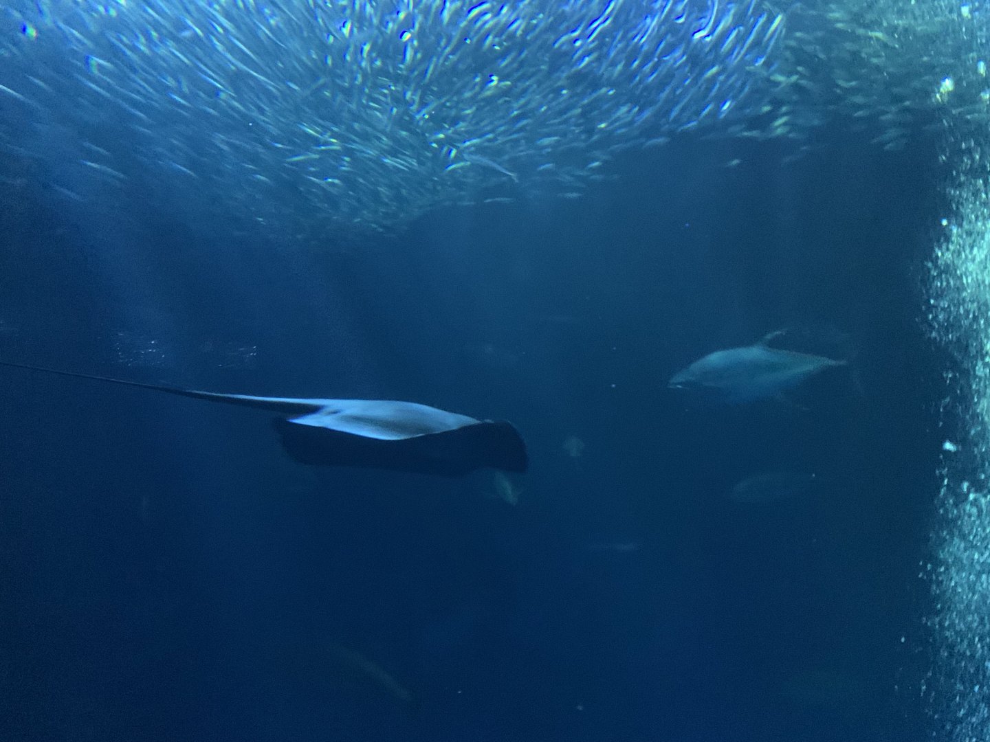 Ray in Open Sea exhibit