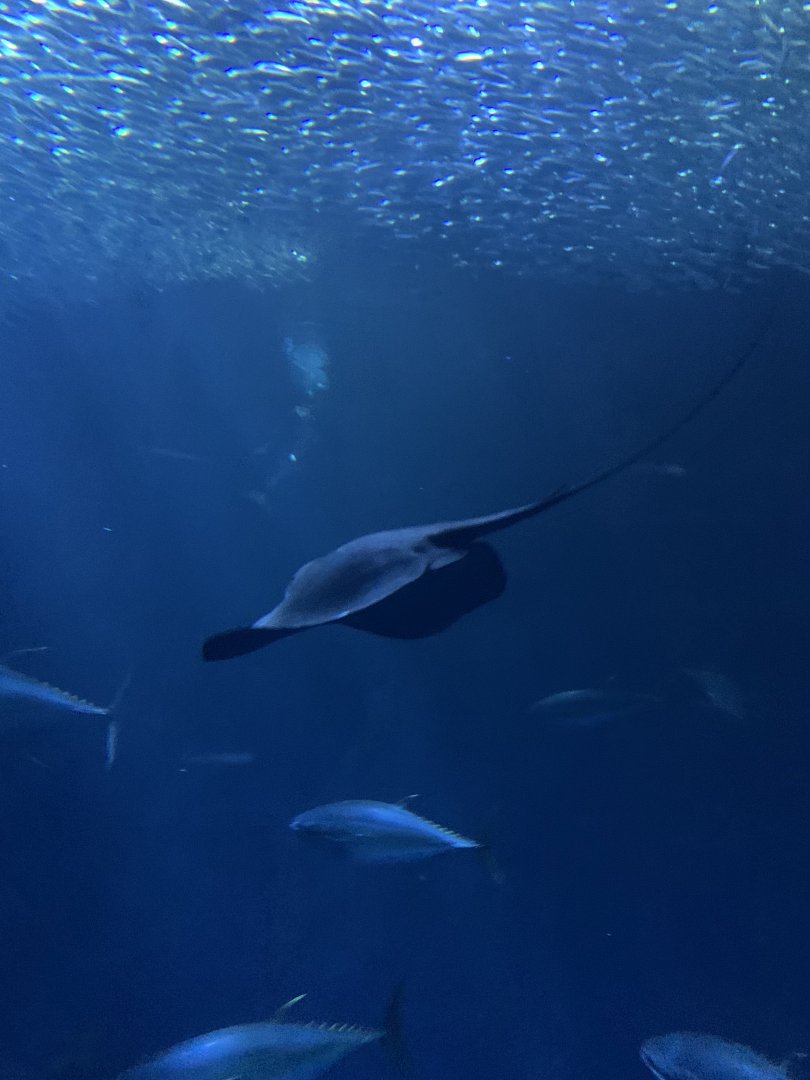 Ray in Open Sea exhibit