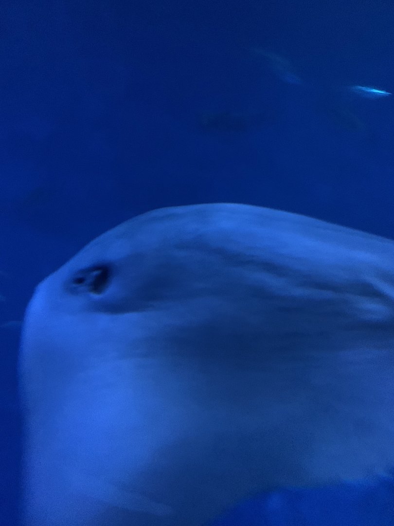 Ray in Open Sea exhibit