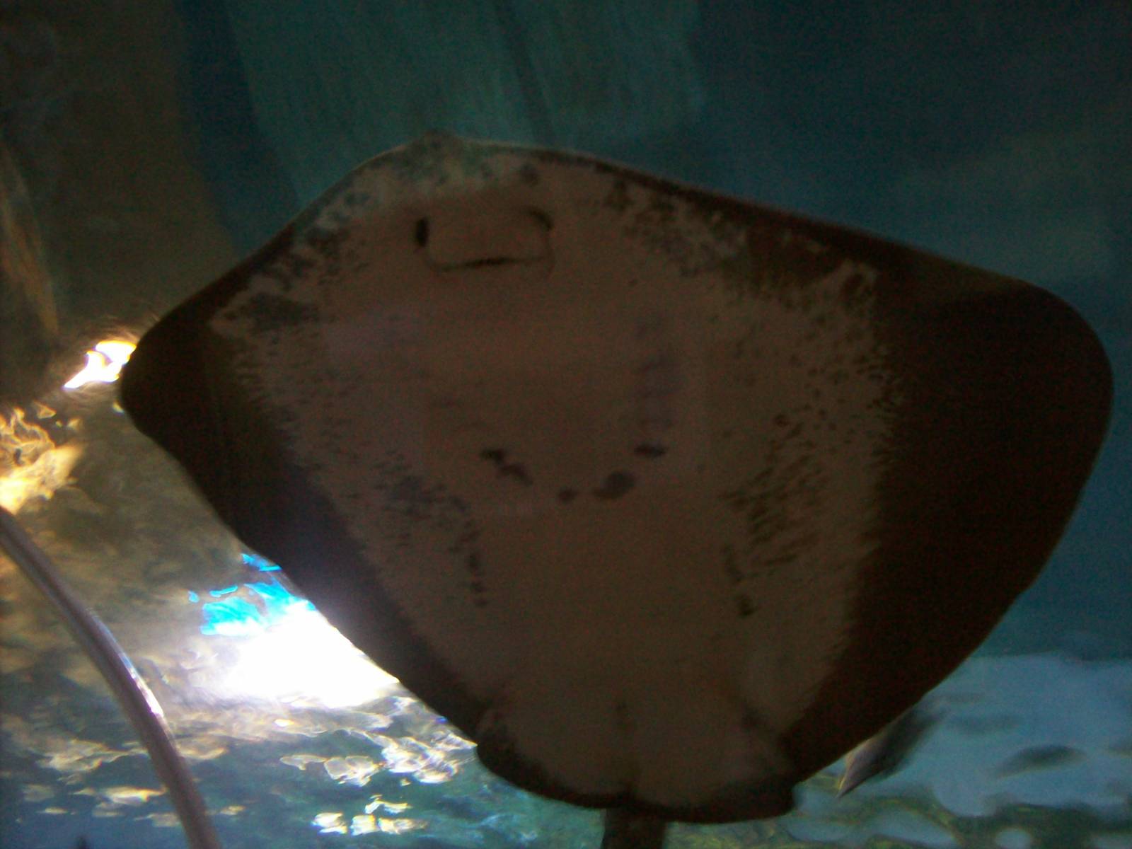 ray in underwater tunnel