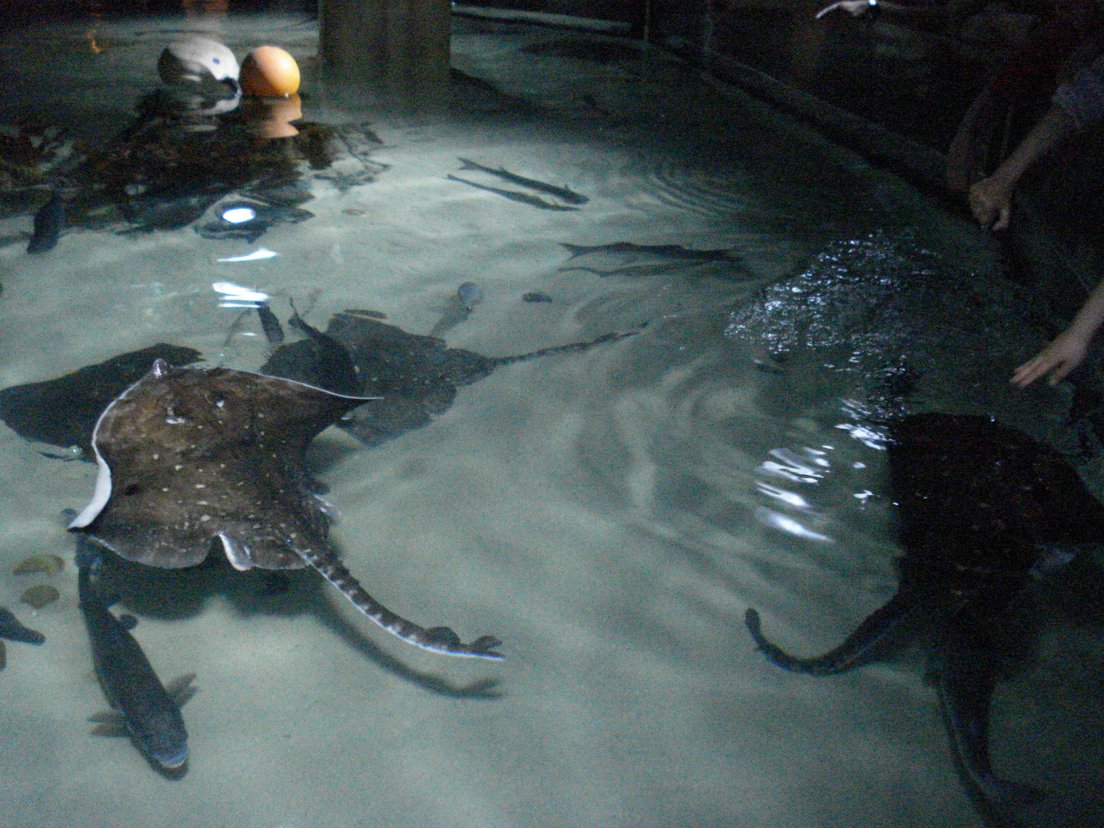 Ray lagoon, 02/05/2009