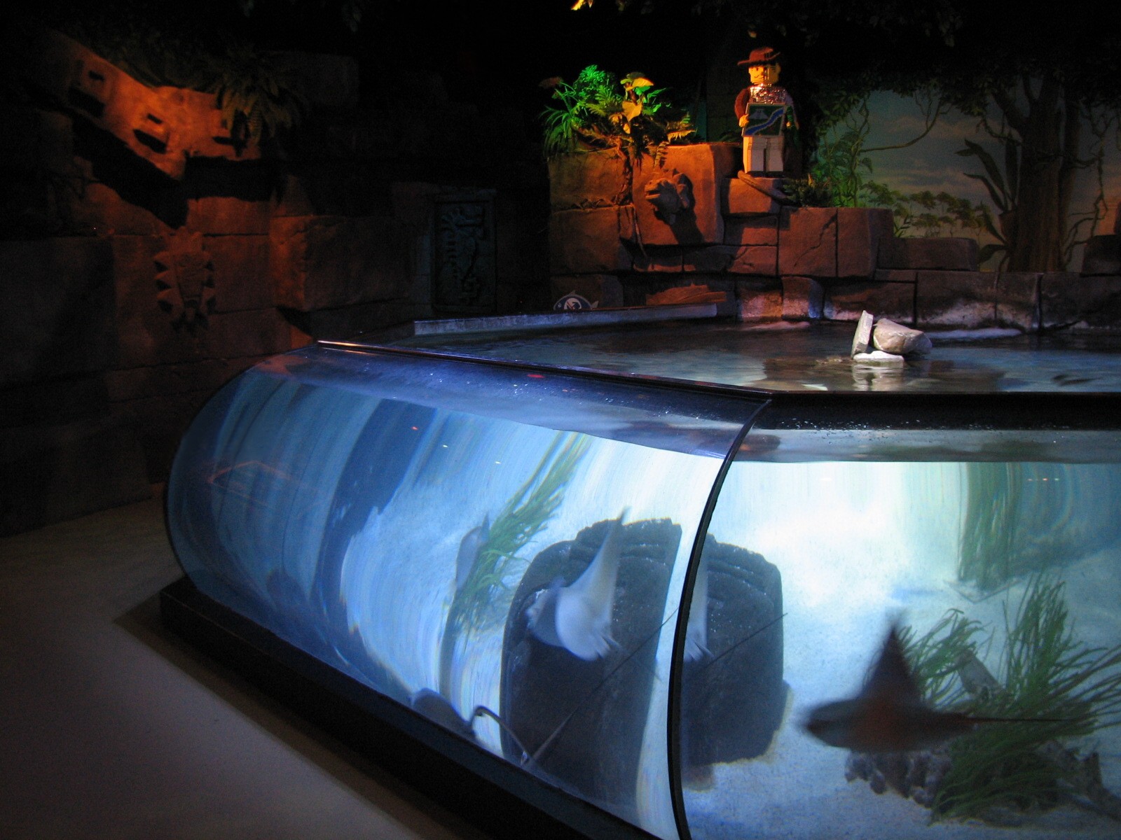 Ray Lagoon - Ray Exhibit