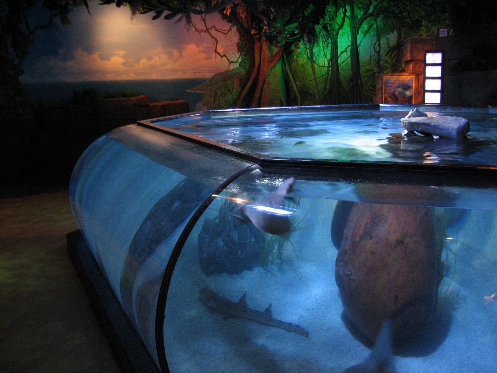 Ray Lagoon - Ray Exhibit