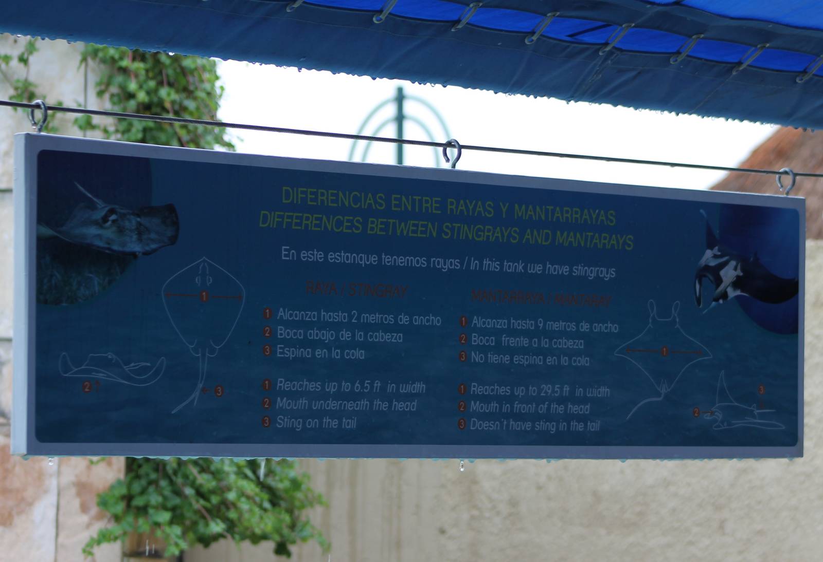 Ray / Manta information sign
