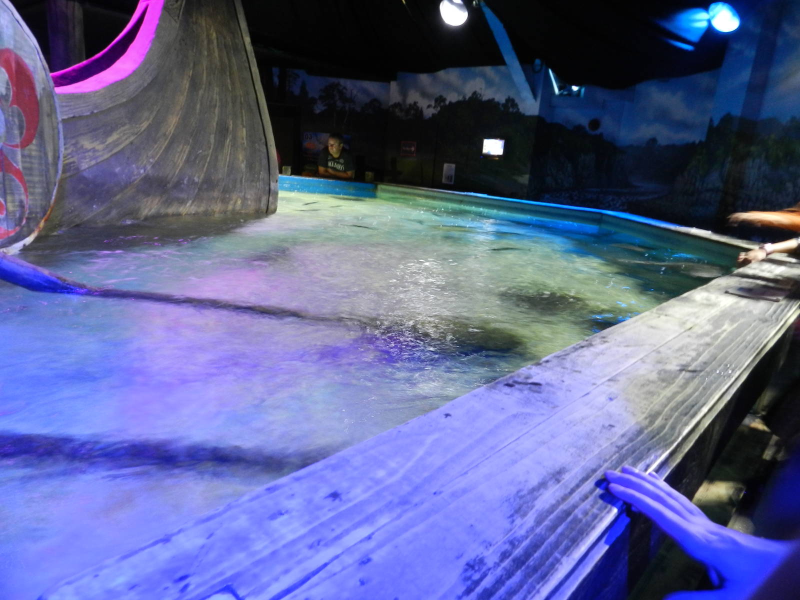 Ray Pool at SEA LIFE Scarborough - 26/08/2012