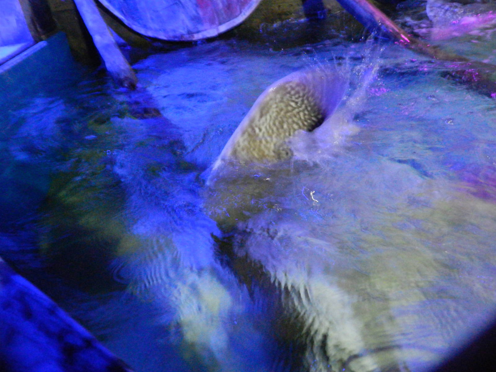 Ray Pool at SEA LIFE Scarborough - 26/08/2012
