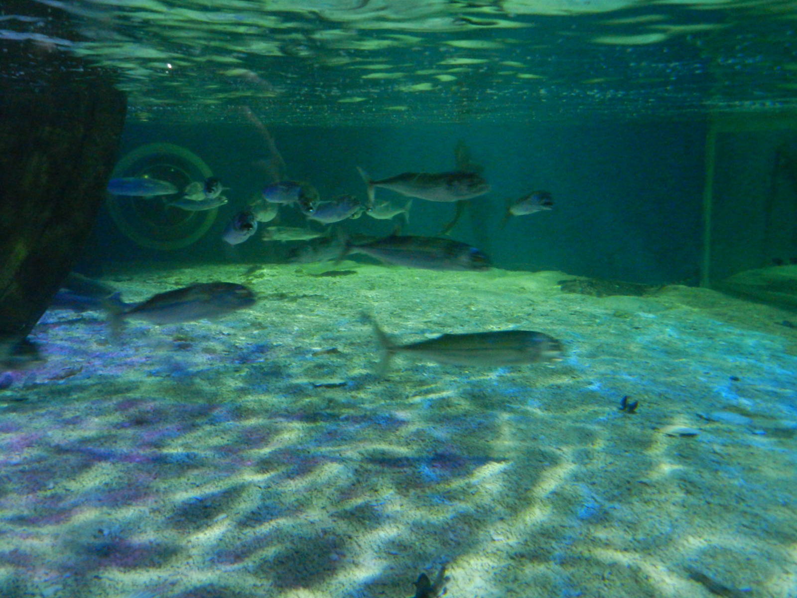 Ray Pool at SEA LIFE Scarborough - 26/08/2012