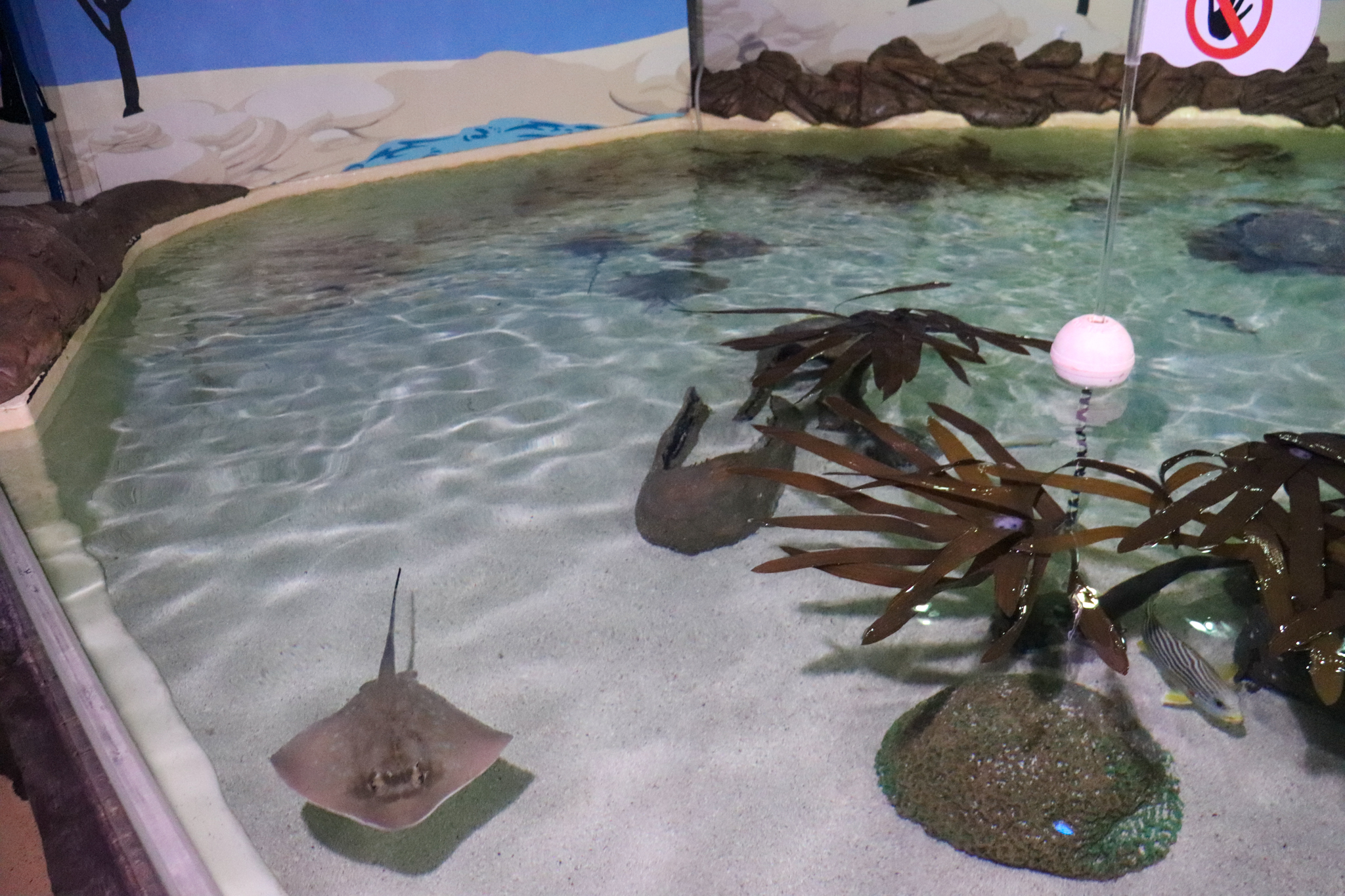 Ray Pool - Tidal Touchpool