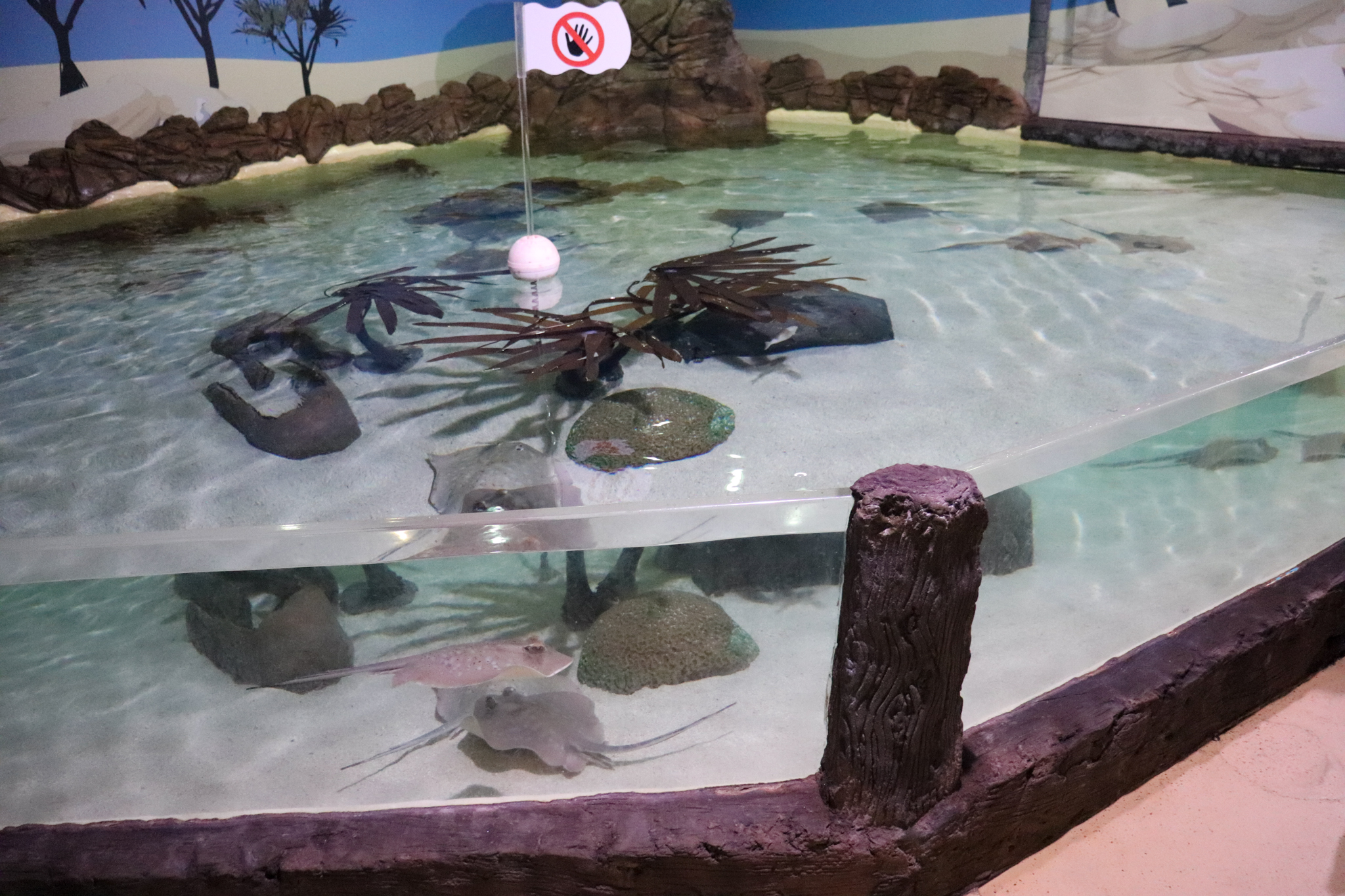 Ray Pool - Tidal Touchpool