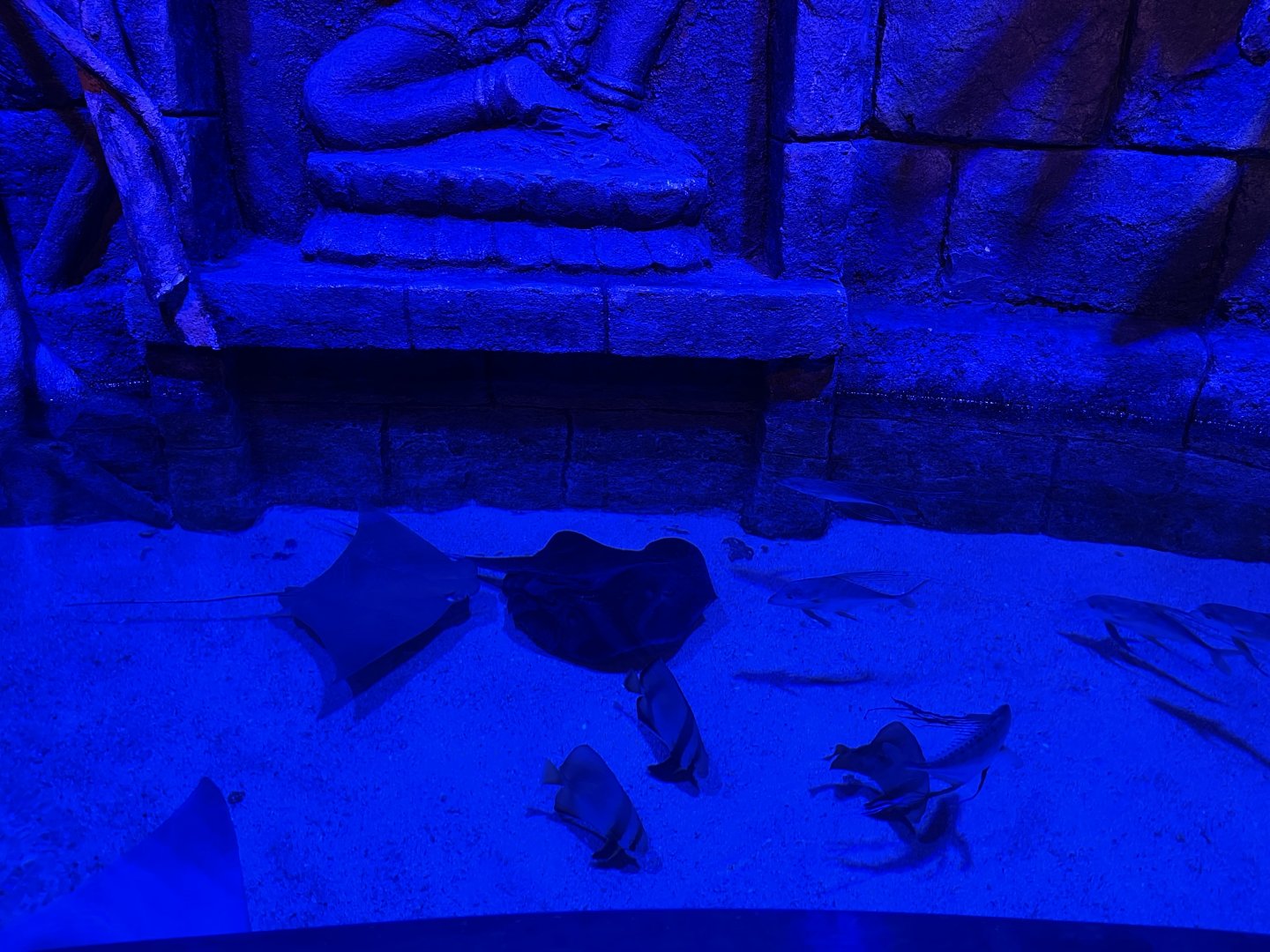 ray pool (view from top) - BX Sea