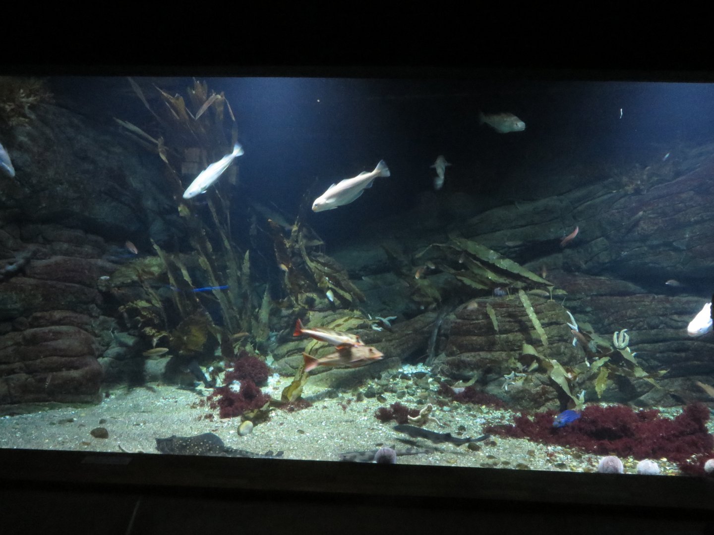 Ray & small shark tank