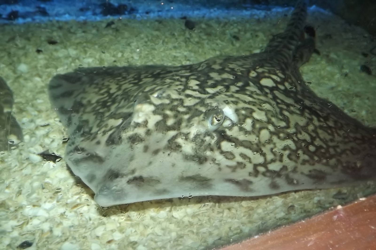 Ray sp? at SEA LIFE Blackpool 30/06/12
