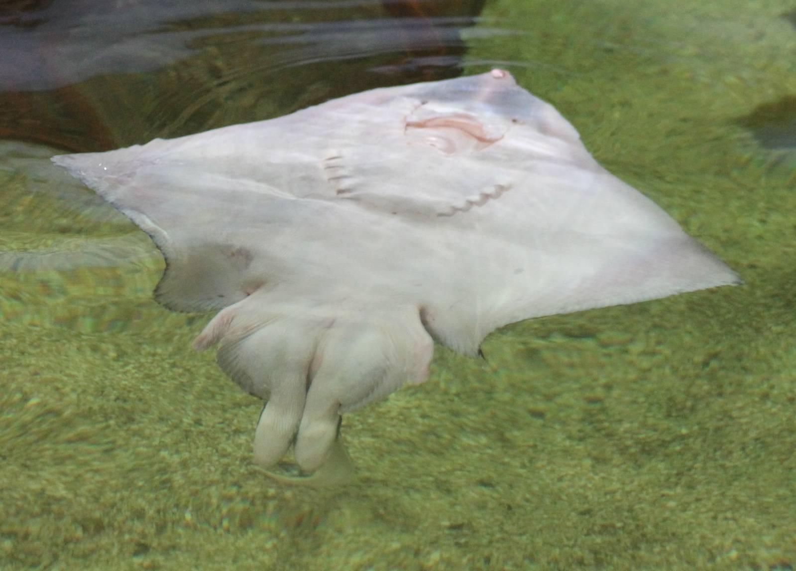 Ray species bottom-side ID