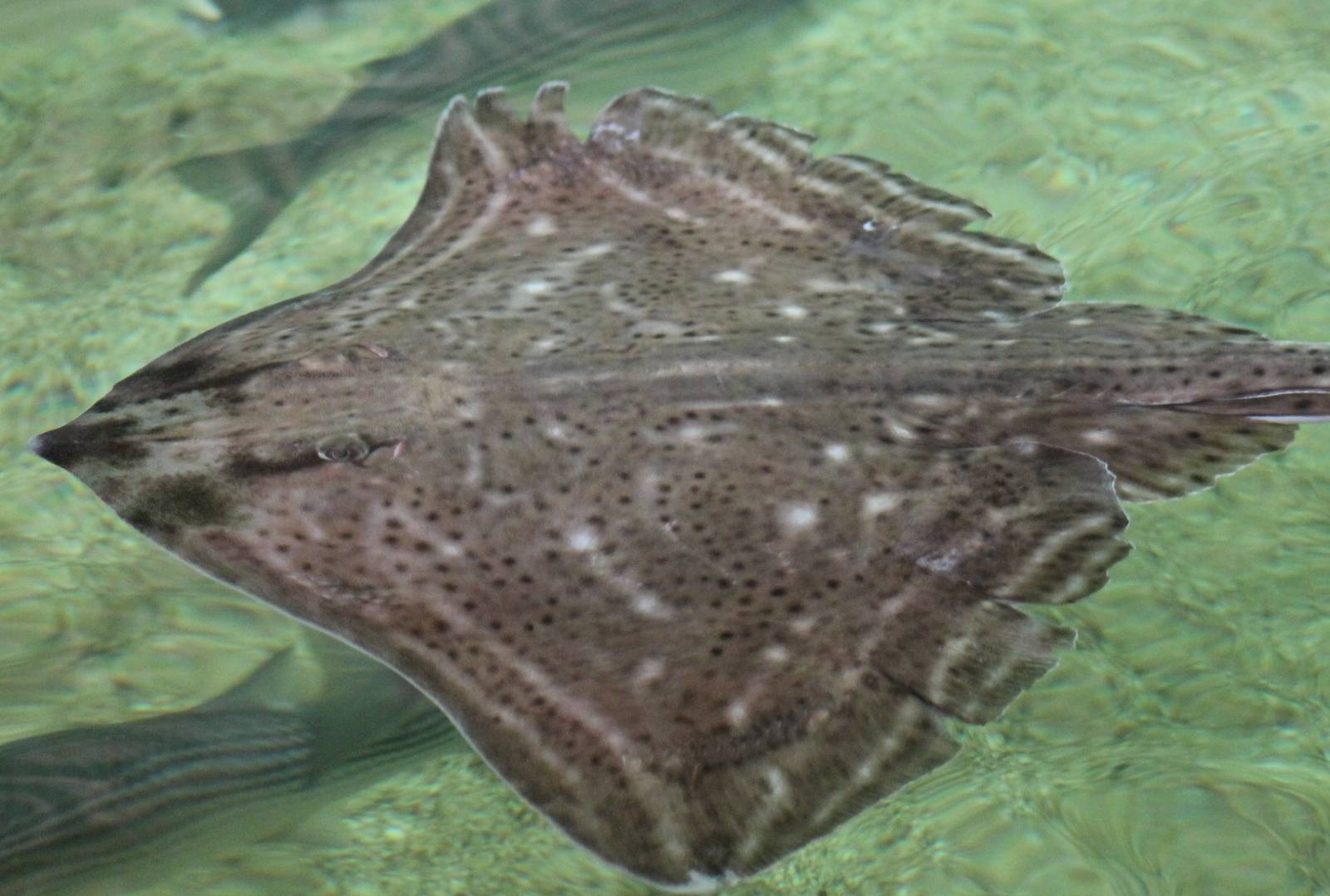 Ray-species ID