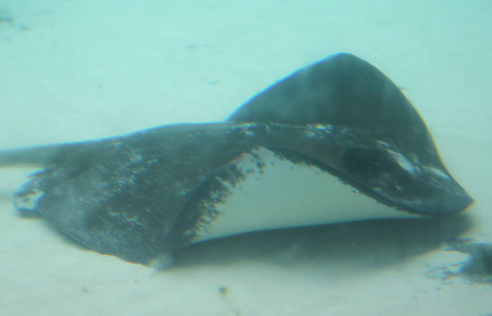 Ray species ID