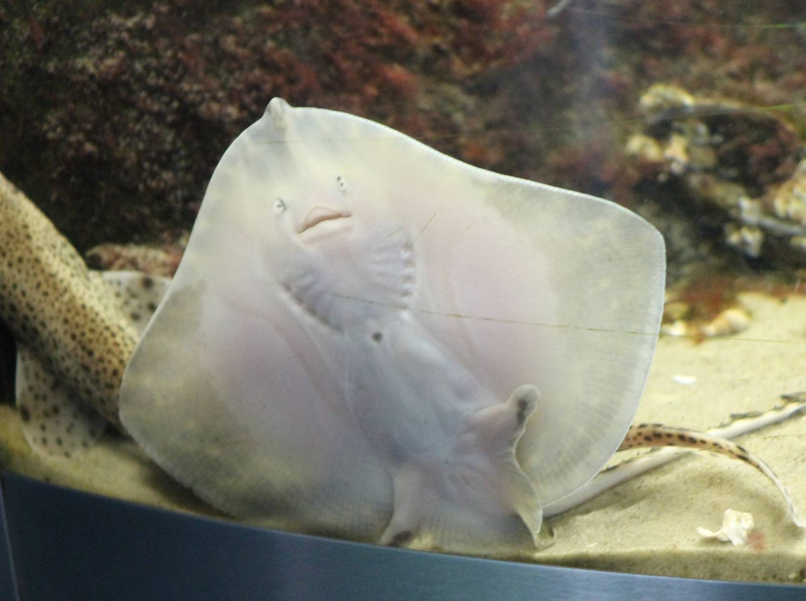 Ray species