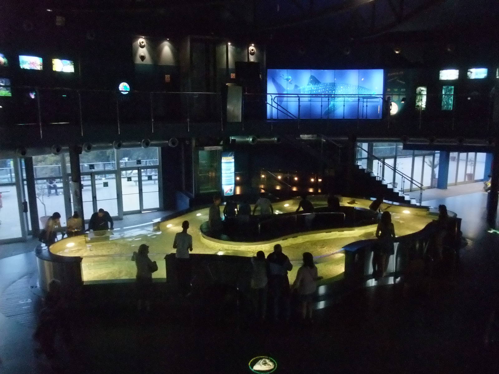 Ray Tank at Barcelona Aquarium, 31/05/11